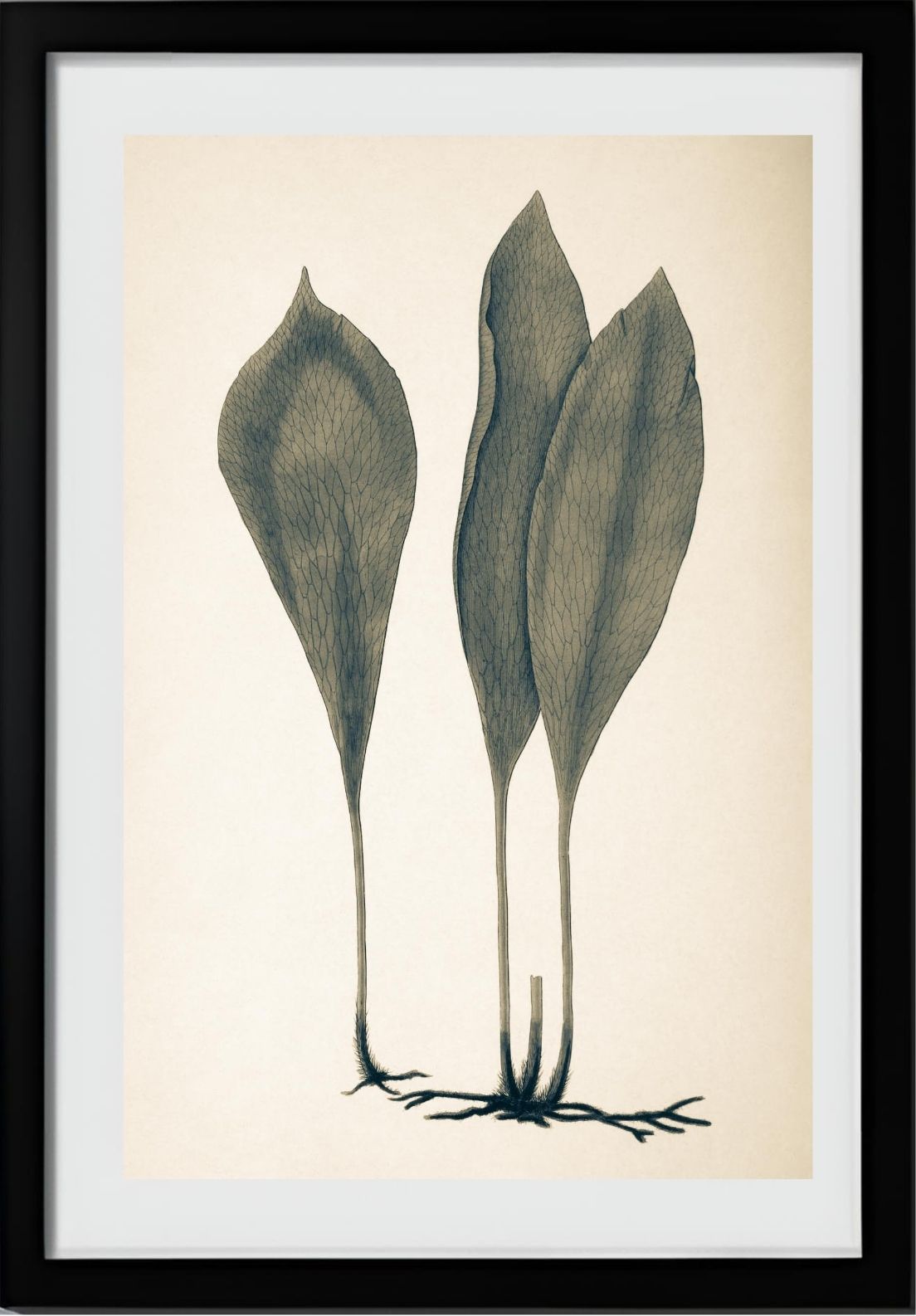 Antrophyum Boryanum
