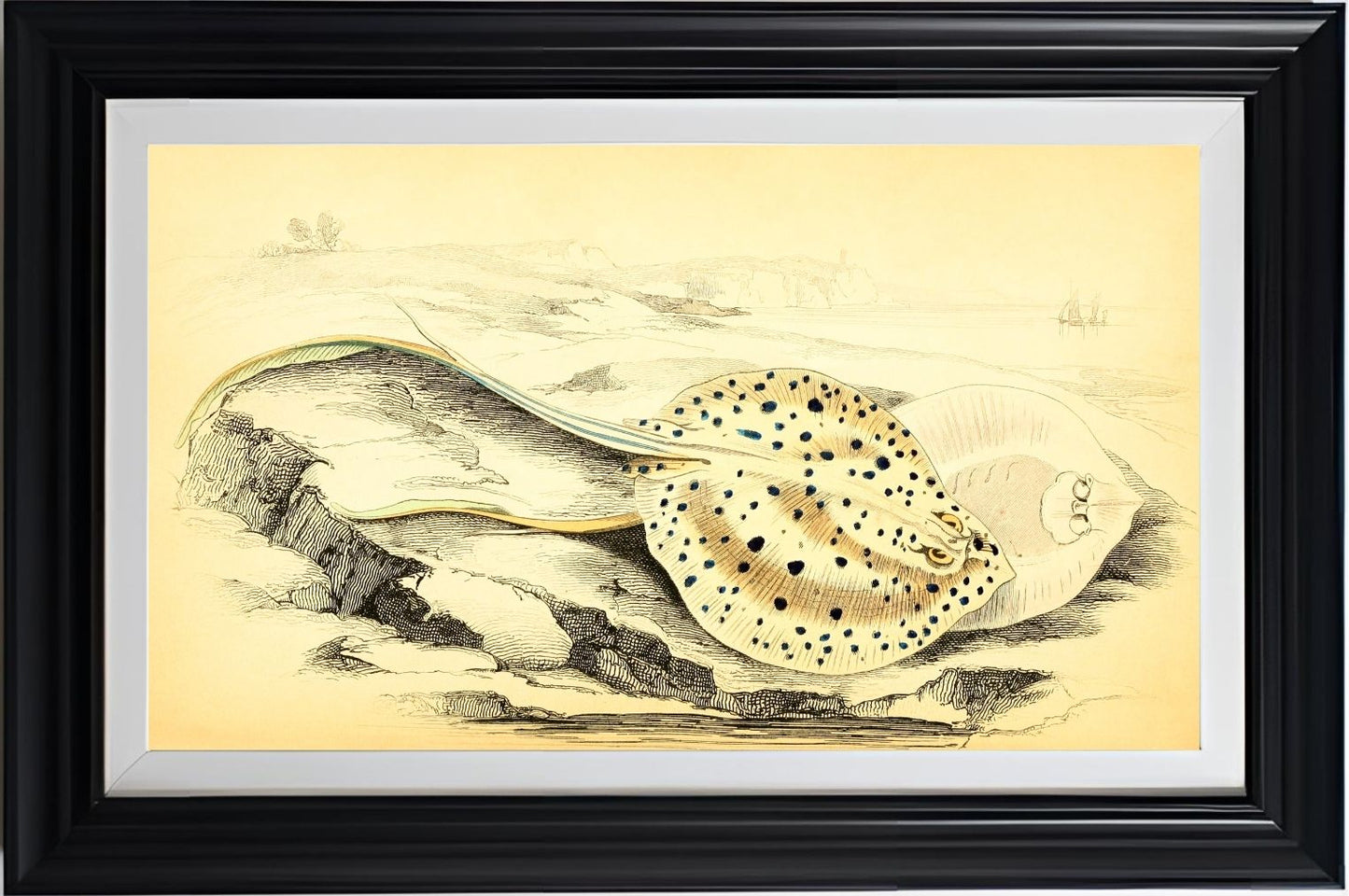 Halgan's Spine-Tailed Ray
