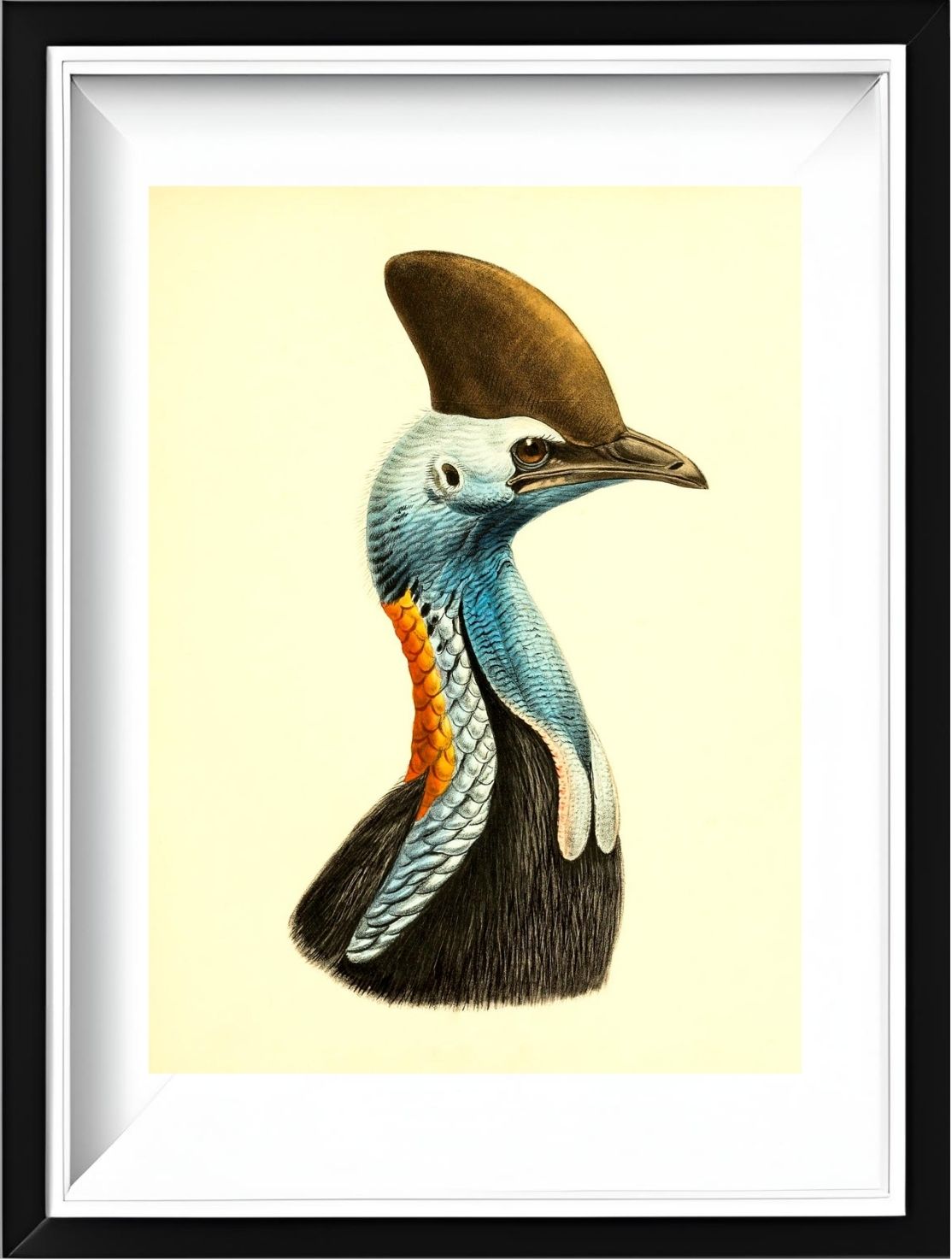 Casuarius Casuarius Intensus