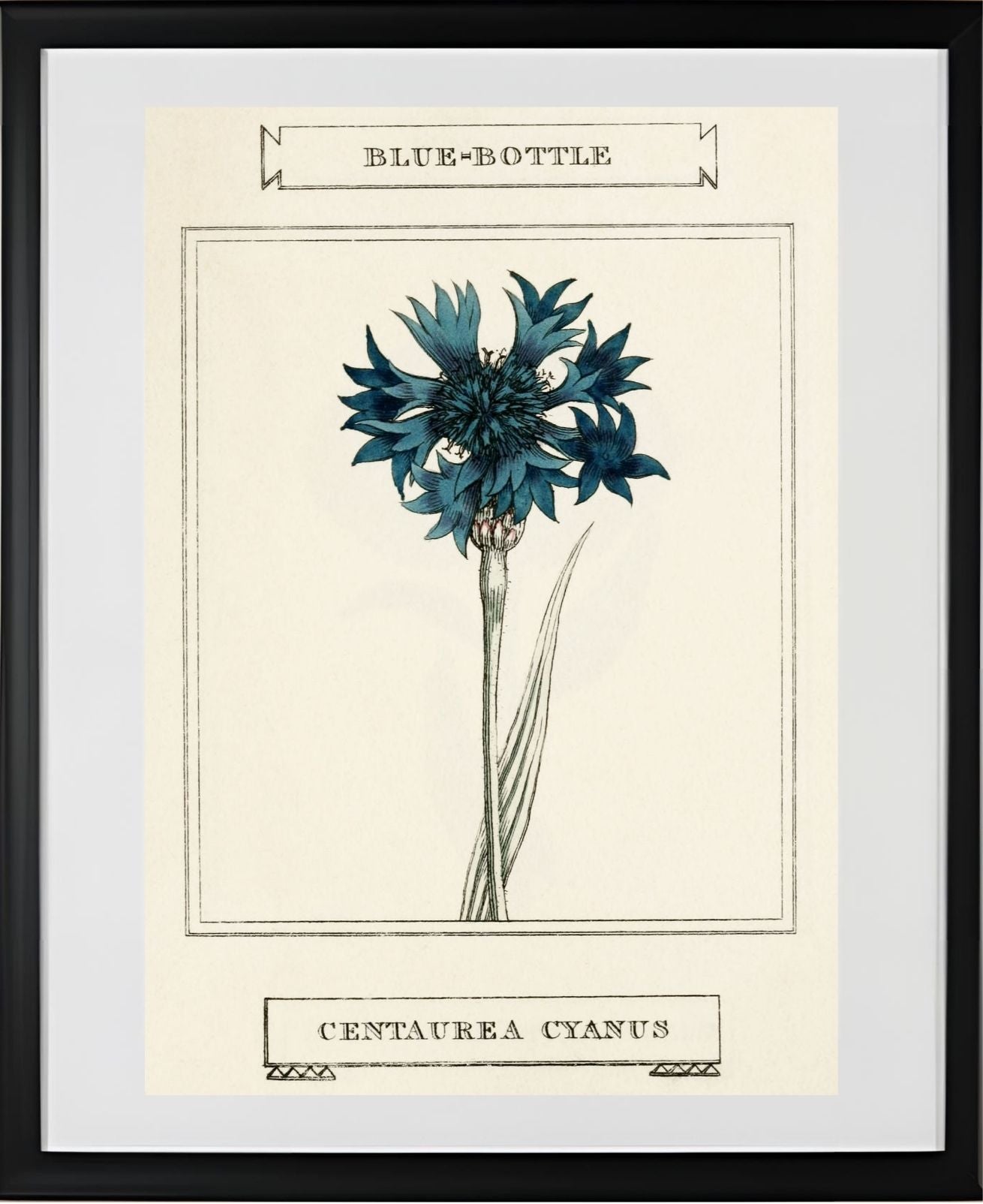 Blue-Bottle