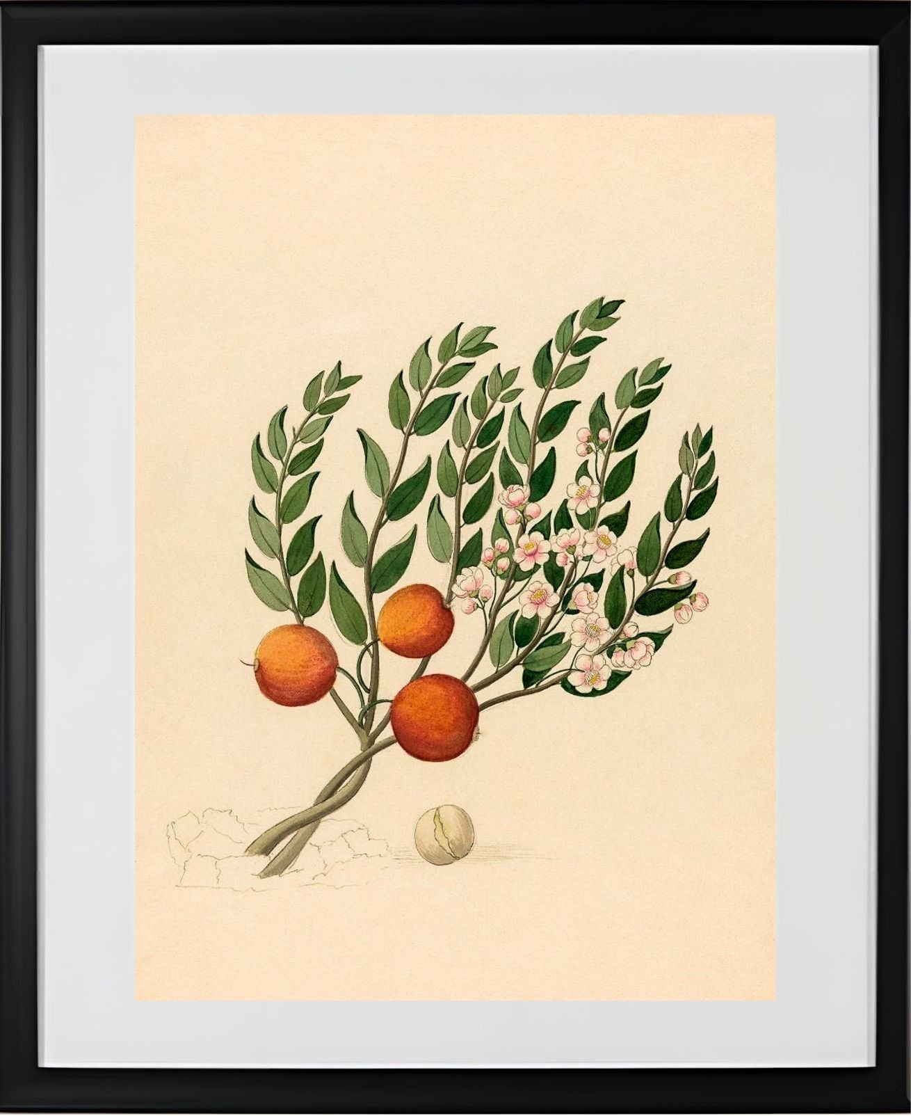 Eugenia or Jambo (Eugenia Albanensis)