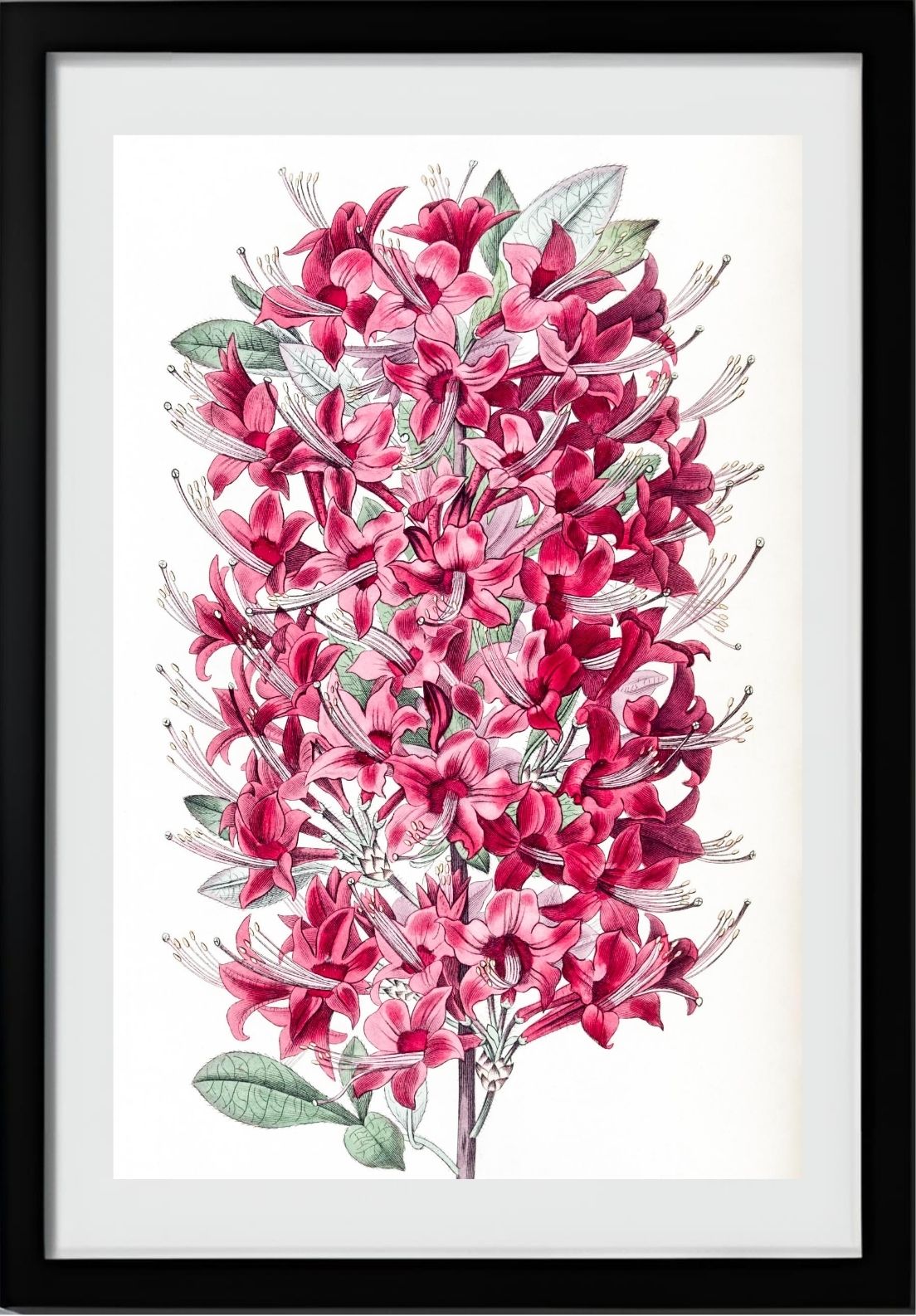 The Highclere Scarlet Azalea