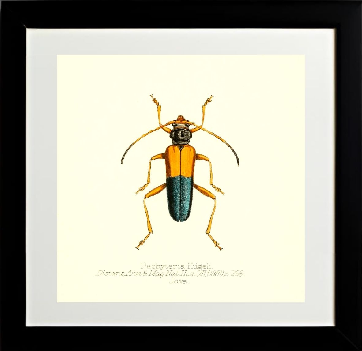 Pachyteria Hugeli