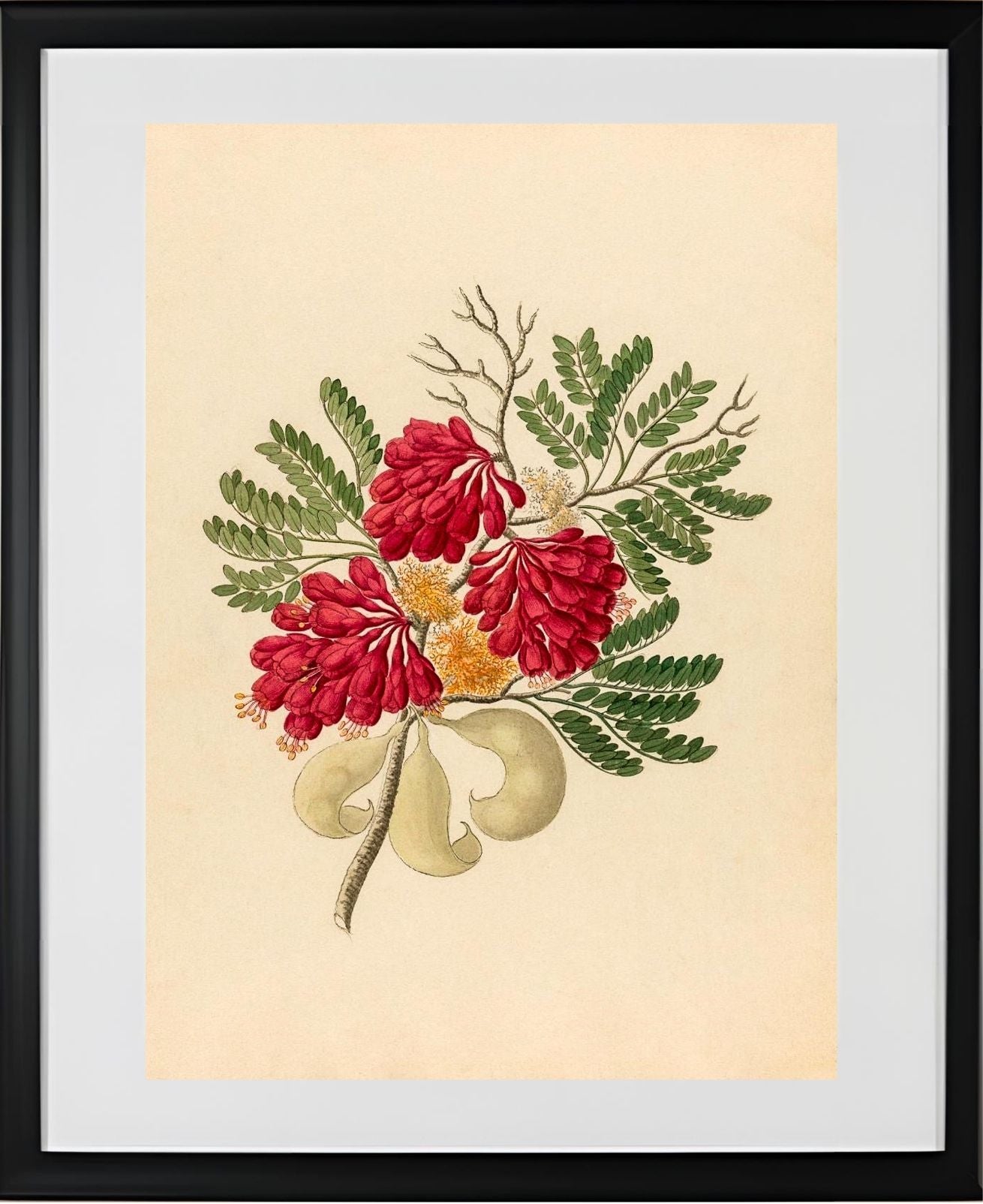 Schotia Speciosa (Schotia Affra)