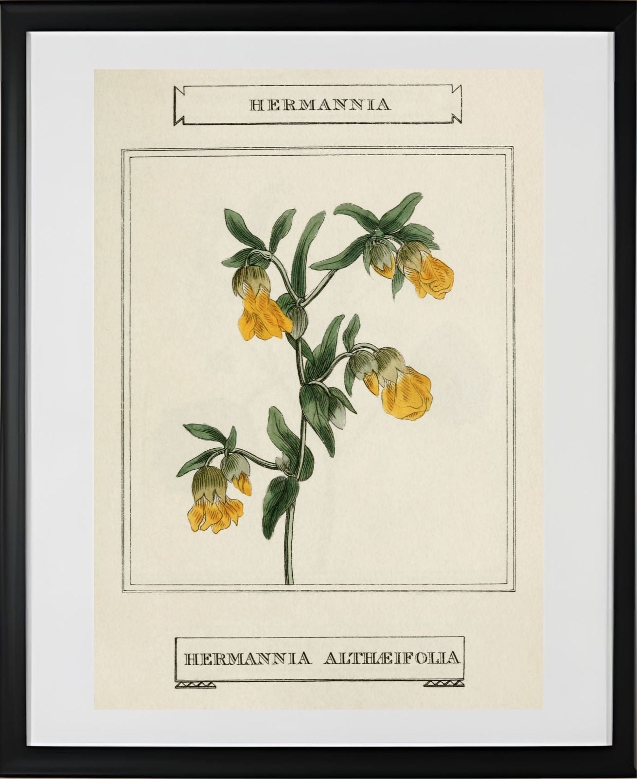 Hermannia