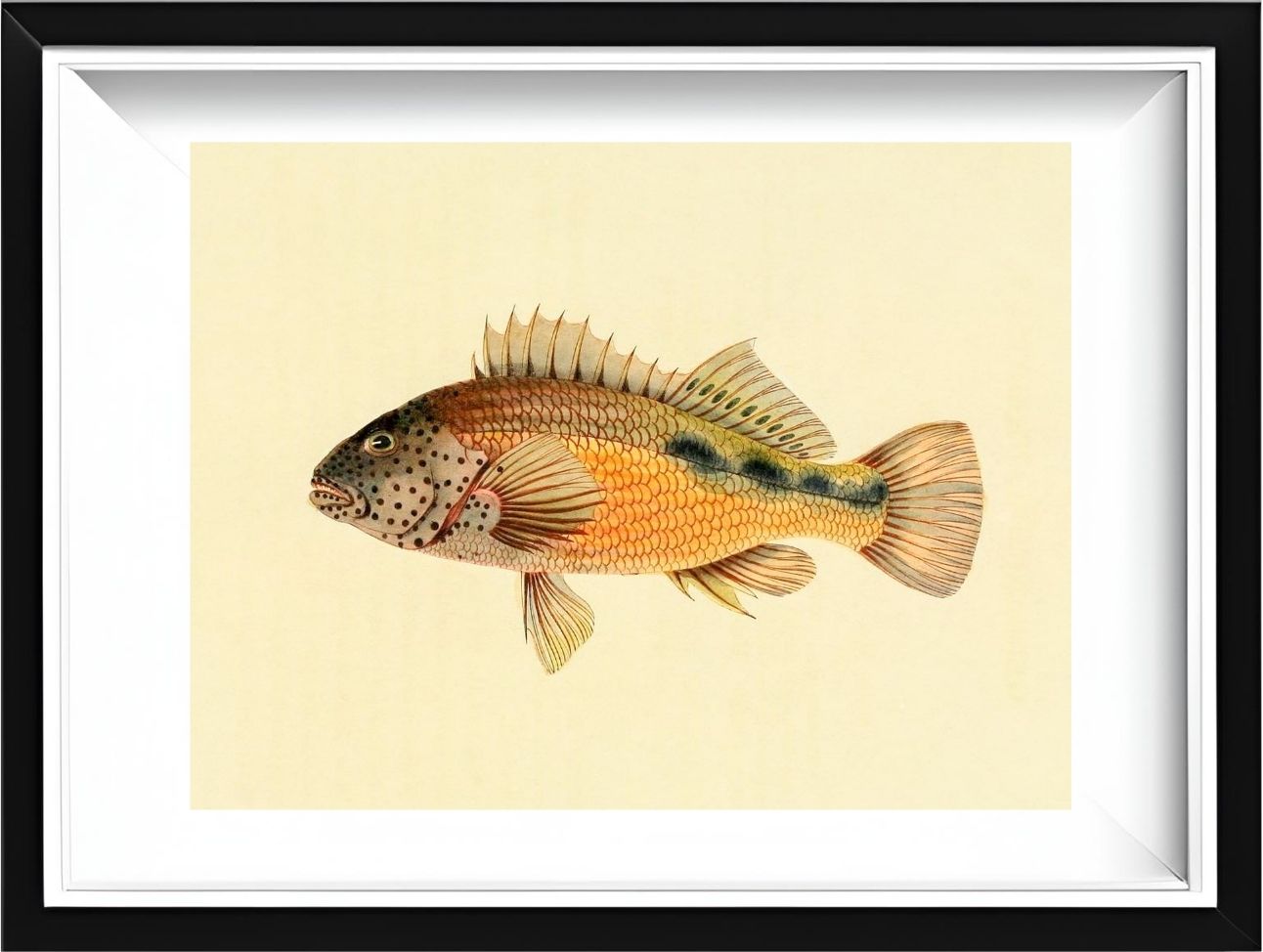 Gerranus Tankervillae