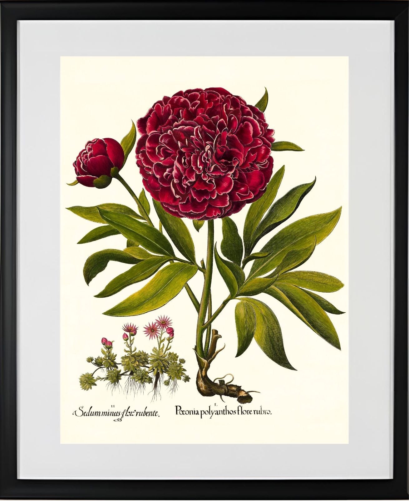 Red double-flowered peony, Mountain sempervivum