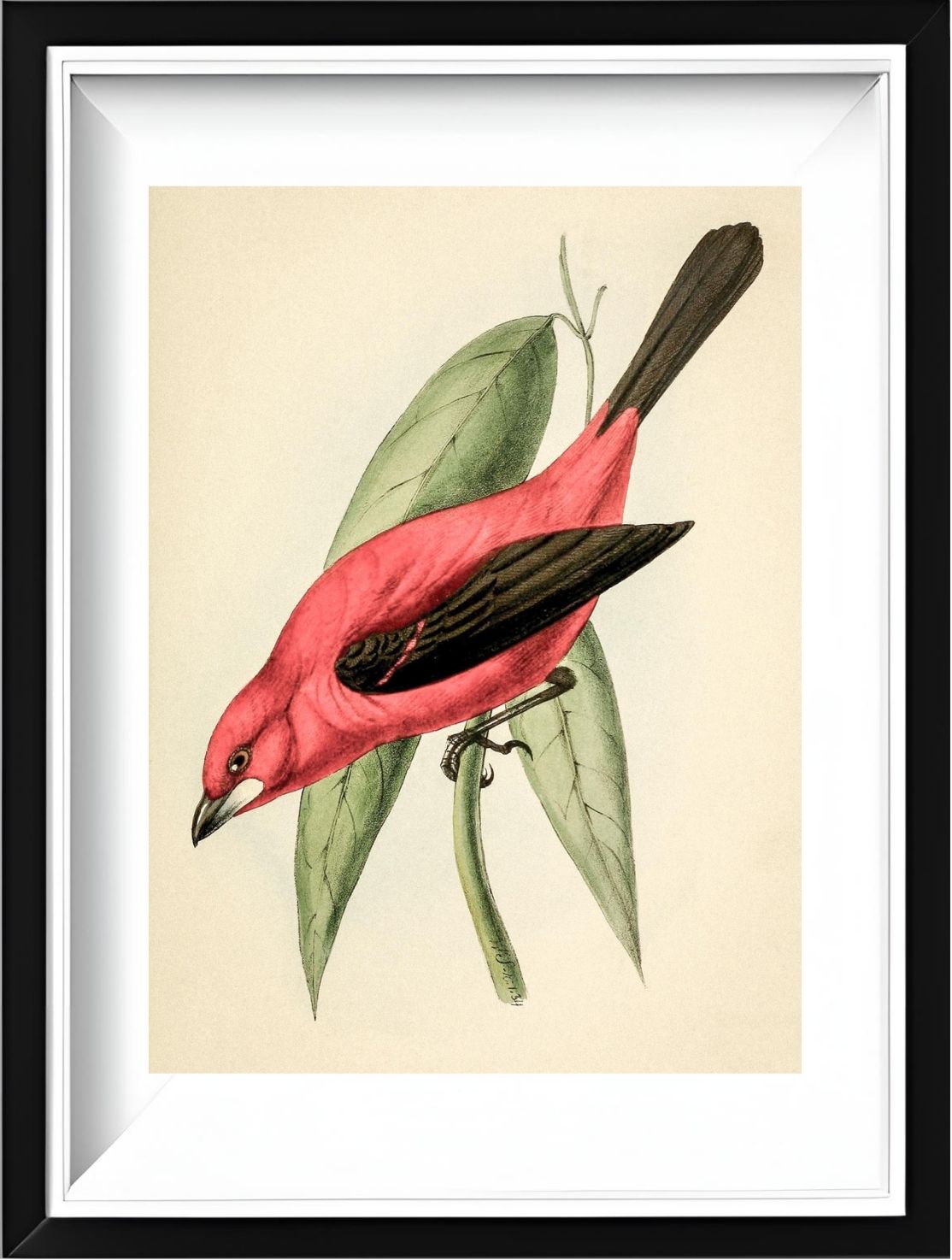Crimson Tanager