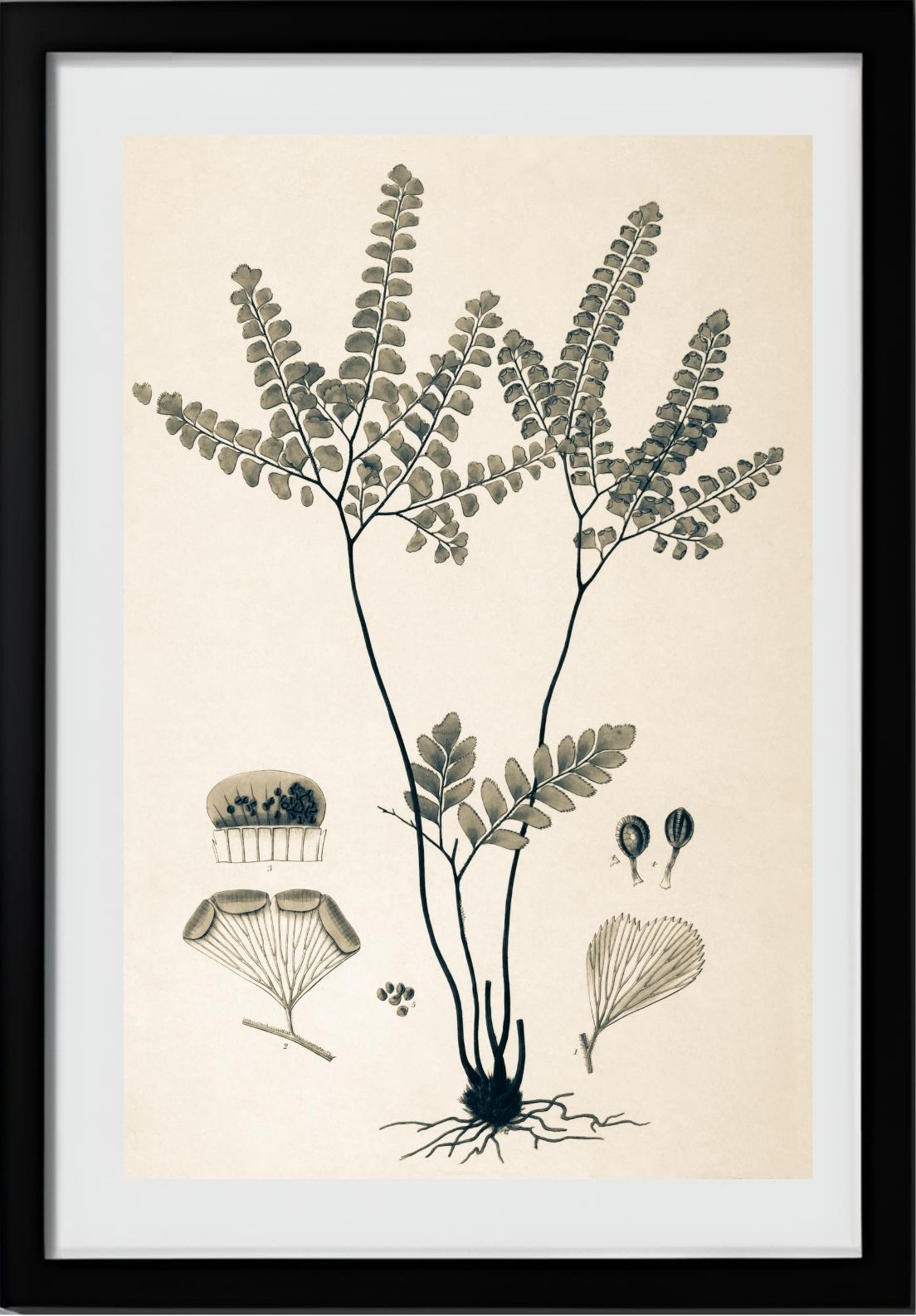 Adiantum Amoenum