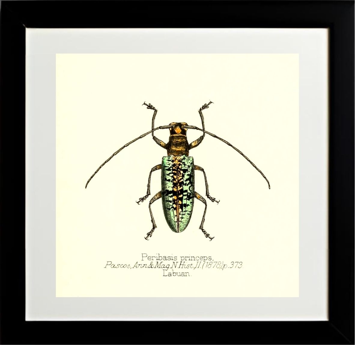 Peribasis Princeps