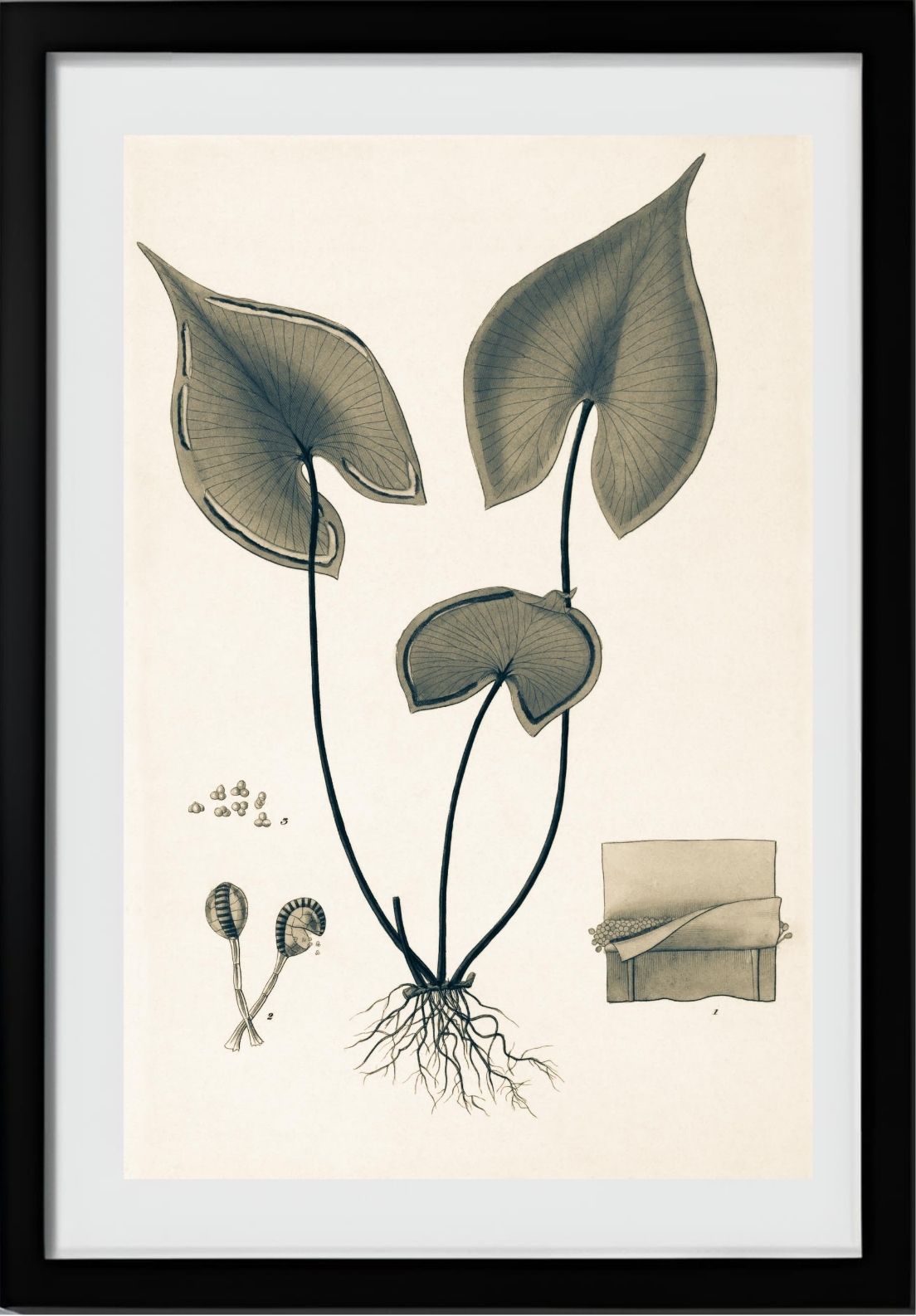 Lindsaea Sagittata