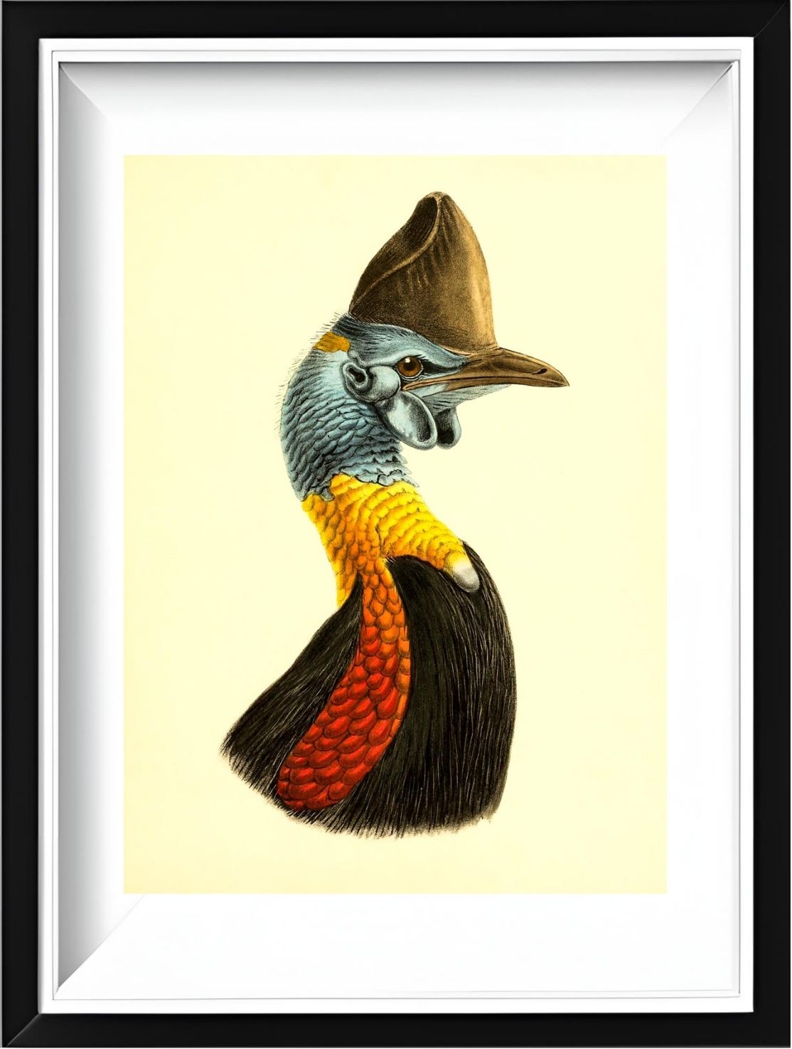 Casuarius Uniappendiculatus Occipitalis