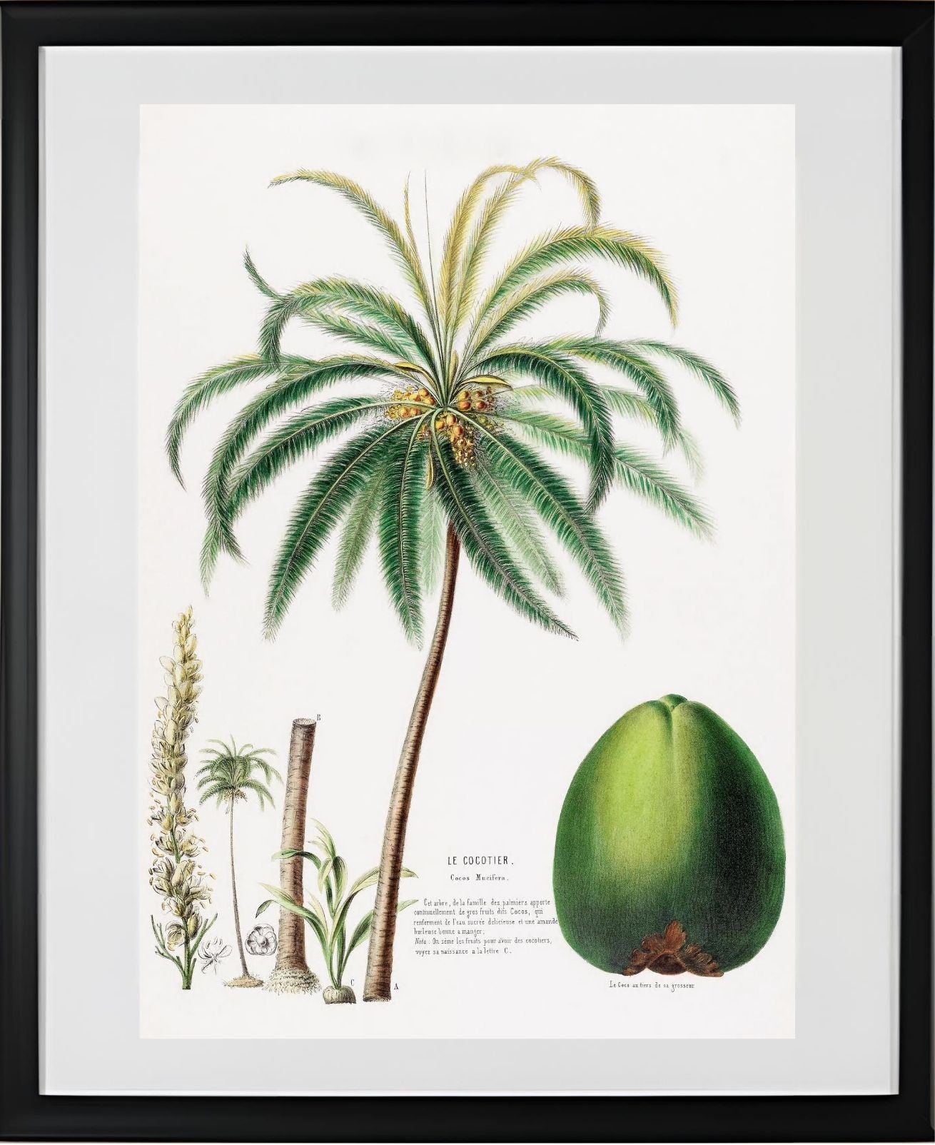 Le Cocotier (Cocos Mucifera)