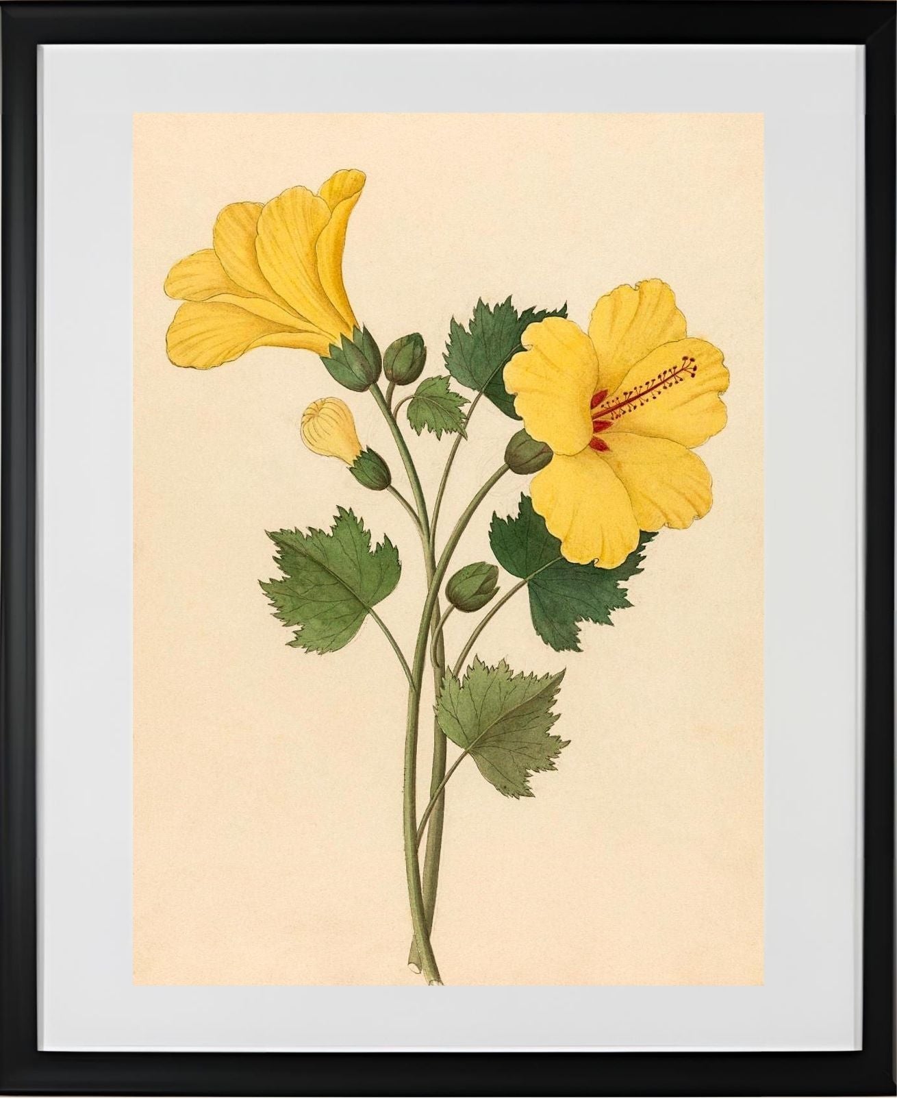 Hibiscus (Hibiscus Calyphyllus)