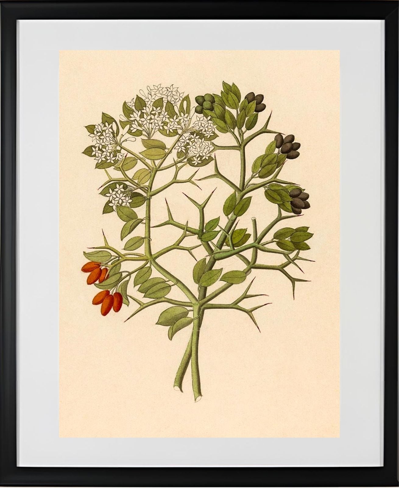 2 Species of Carisfa Arduina (Carissa Haematocarpa)