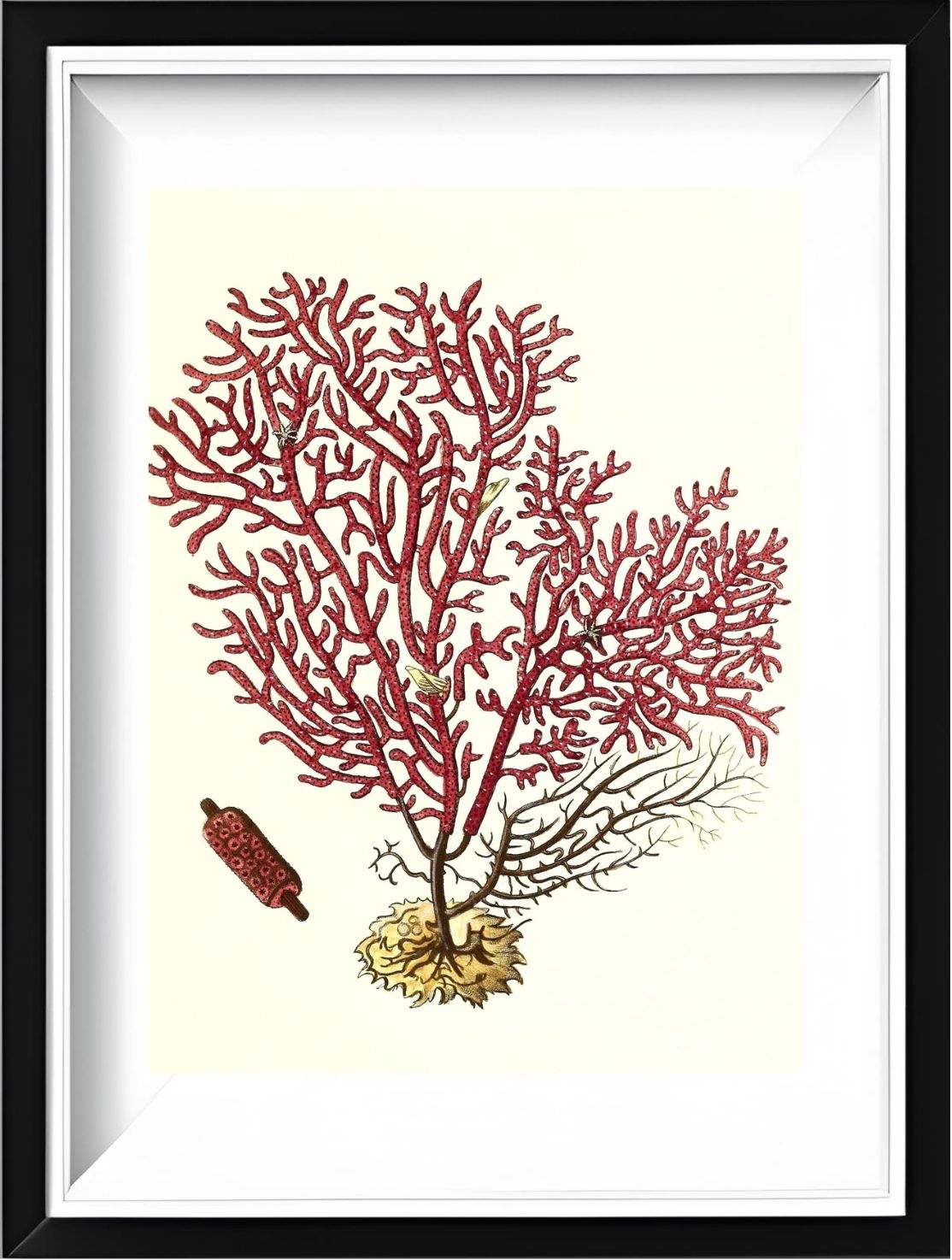 Gorgonia salappo