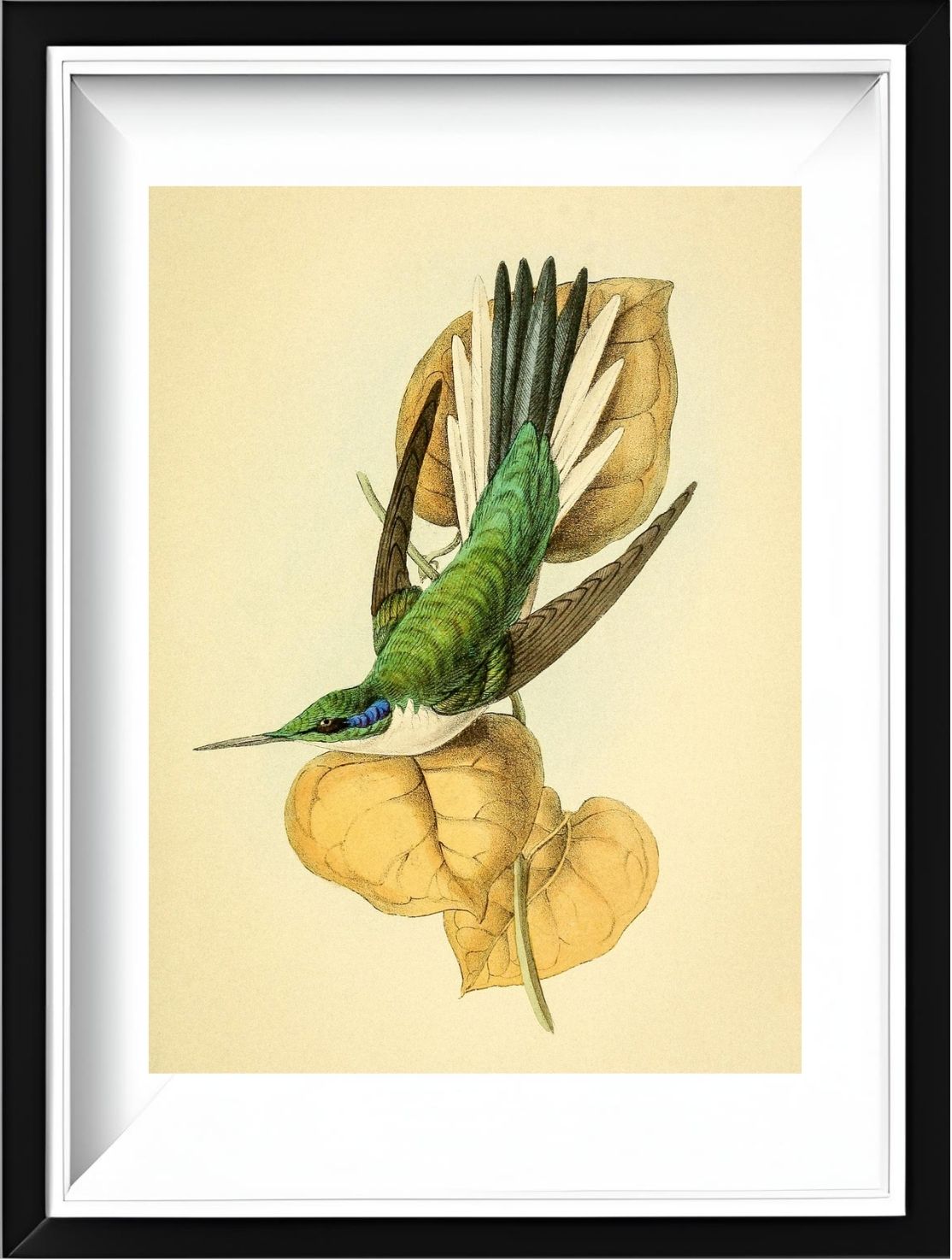 Violet Eared Hummingbird