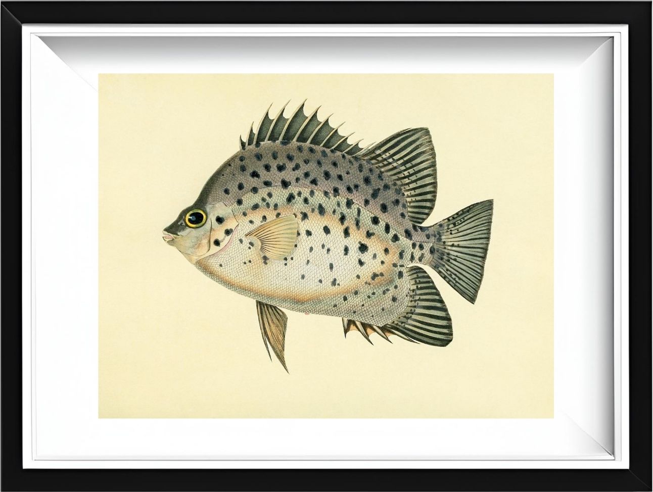 Chaetodon Atro-Maculatus