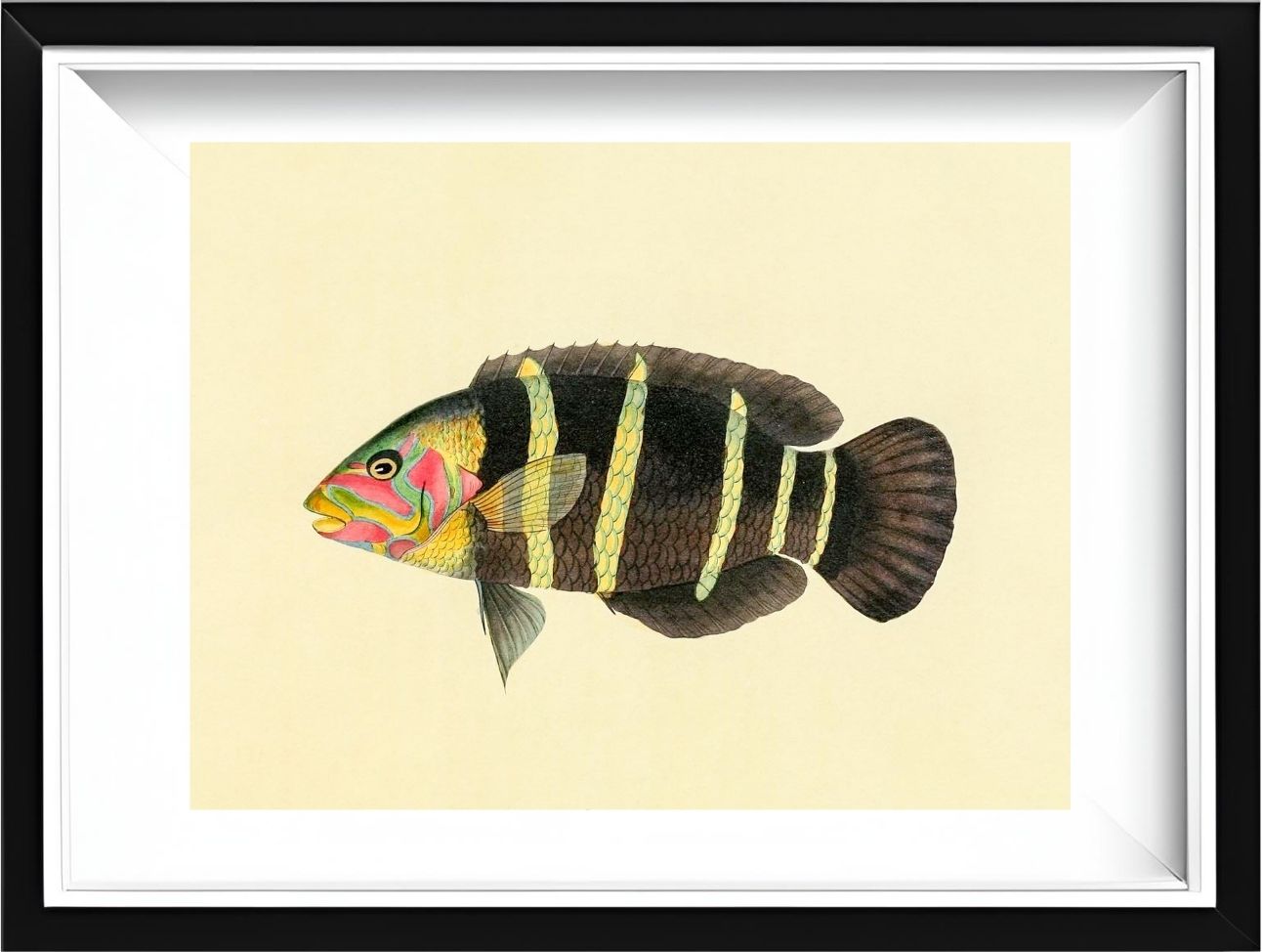 Scarus Quinque-Fasciatus