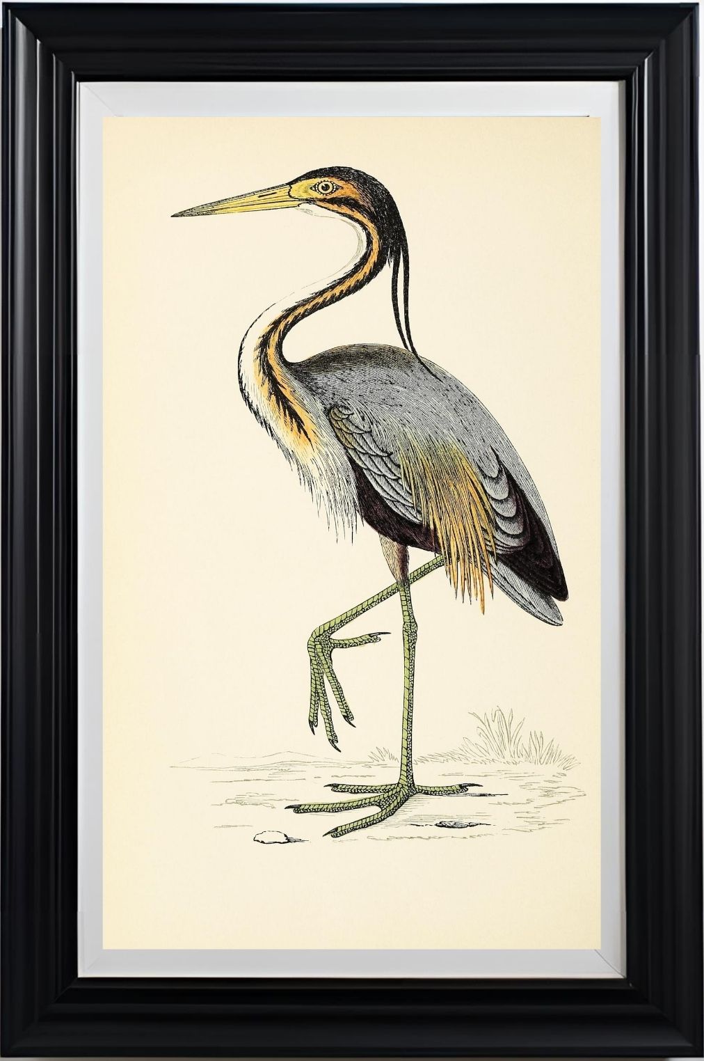 Purple Heron
