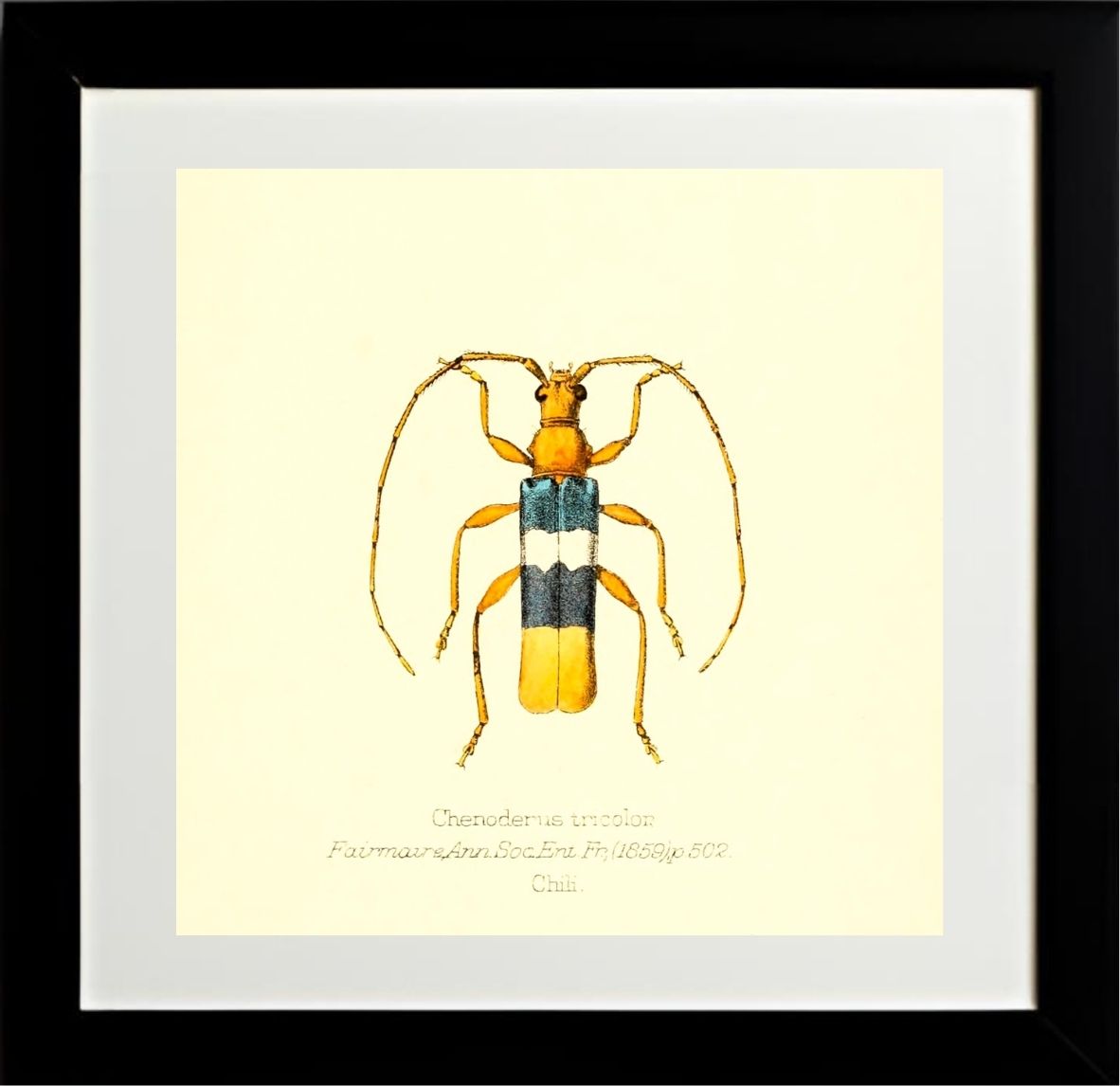Chenoderus Tricolor