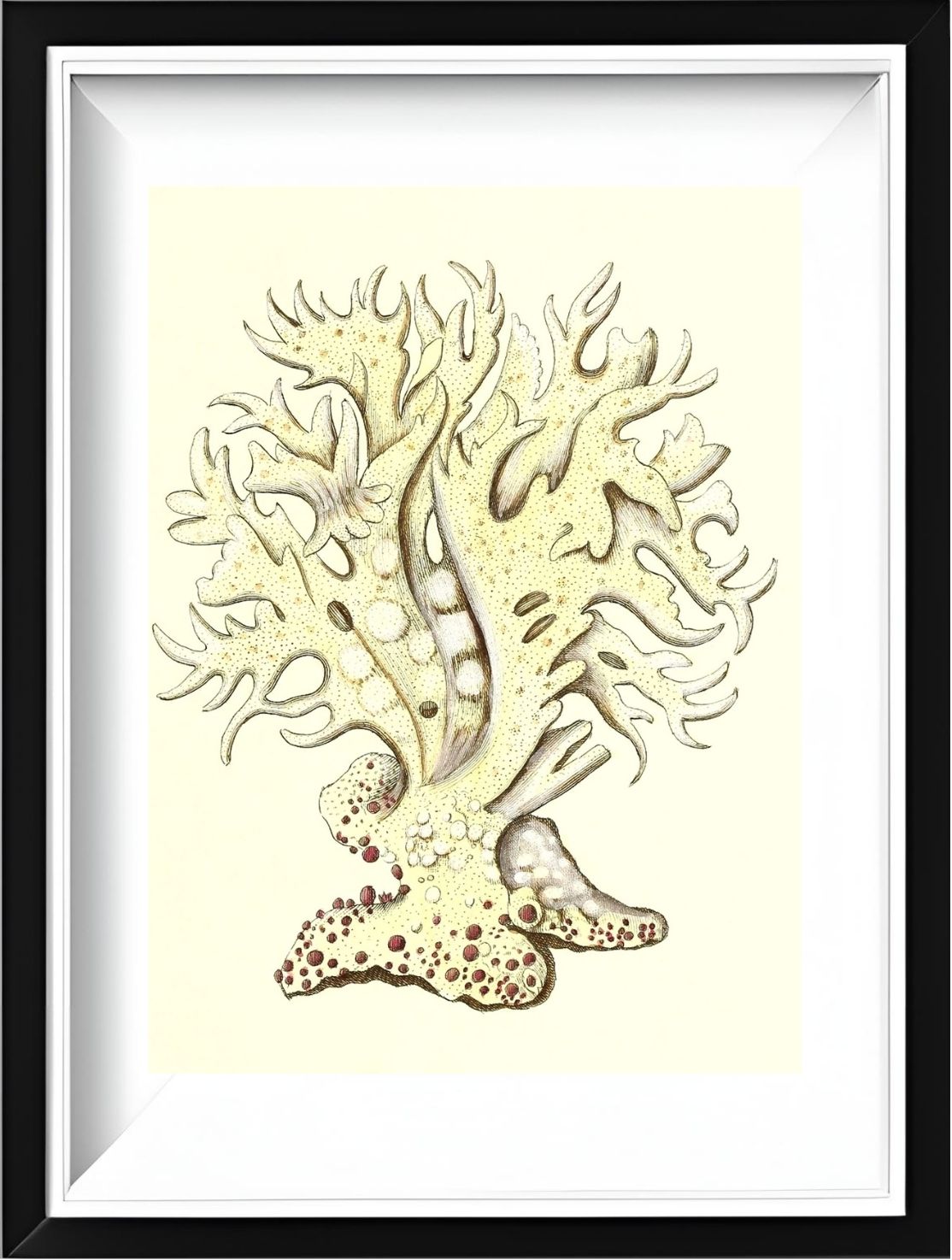 Millepora alicornis