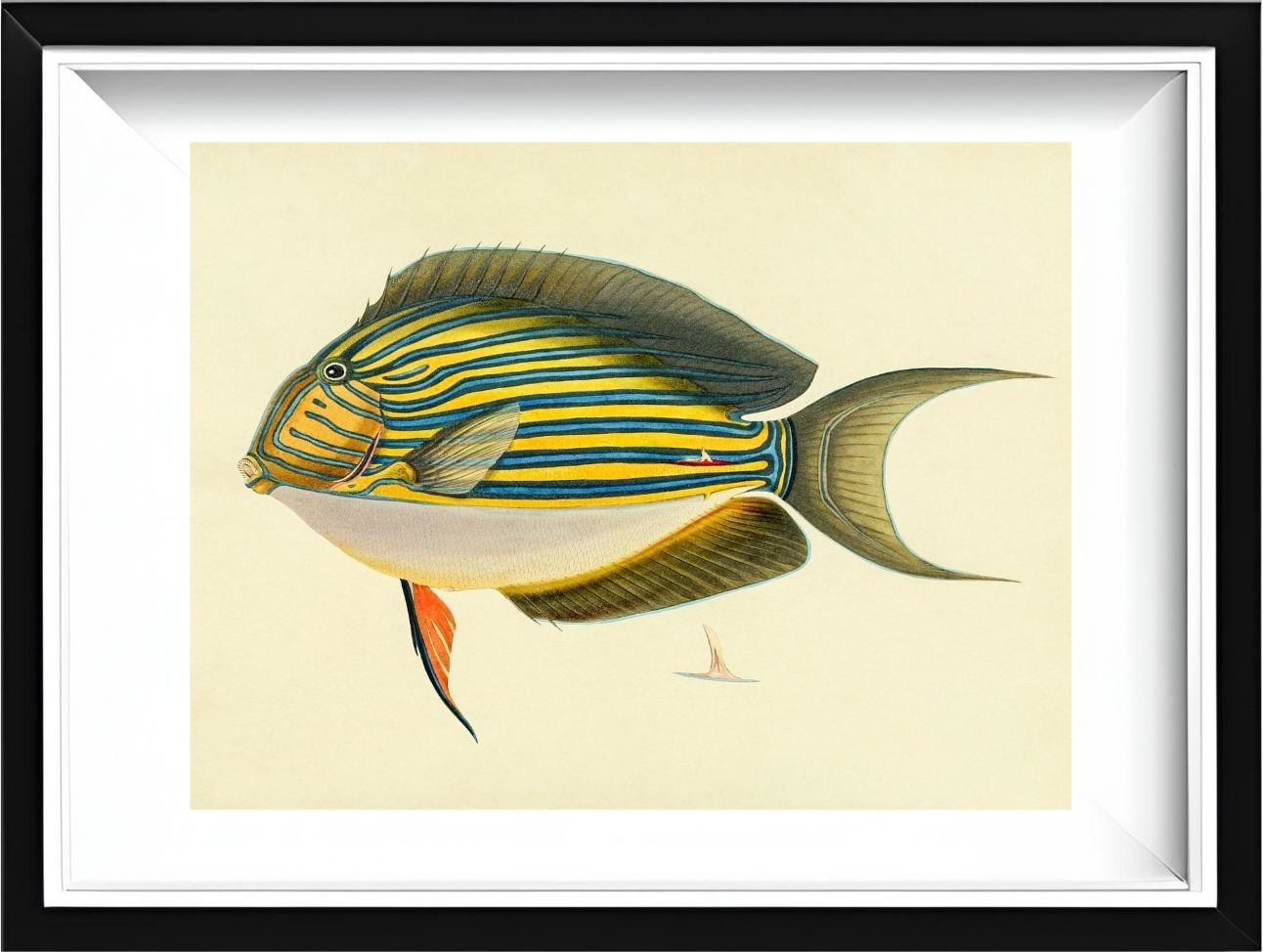 Acanthurus Vitatus