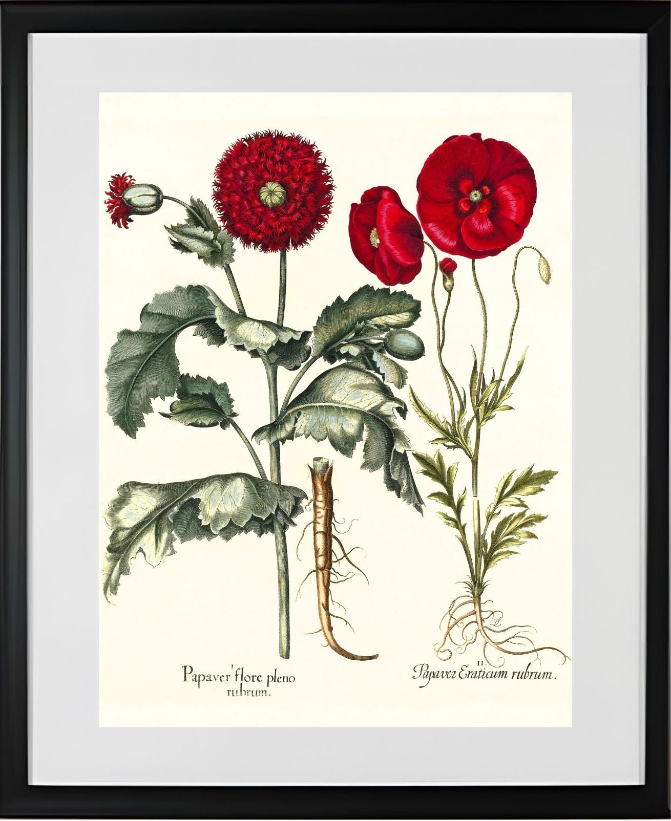 Double-flowered red garden poppy, Corn poppy