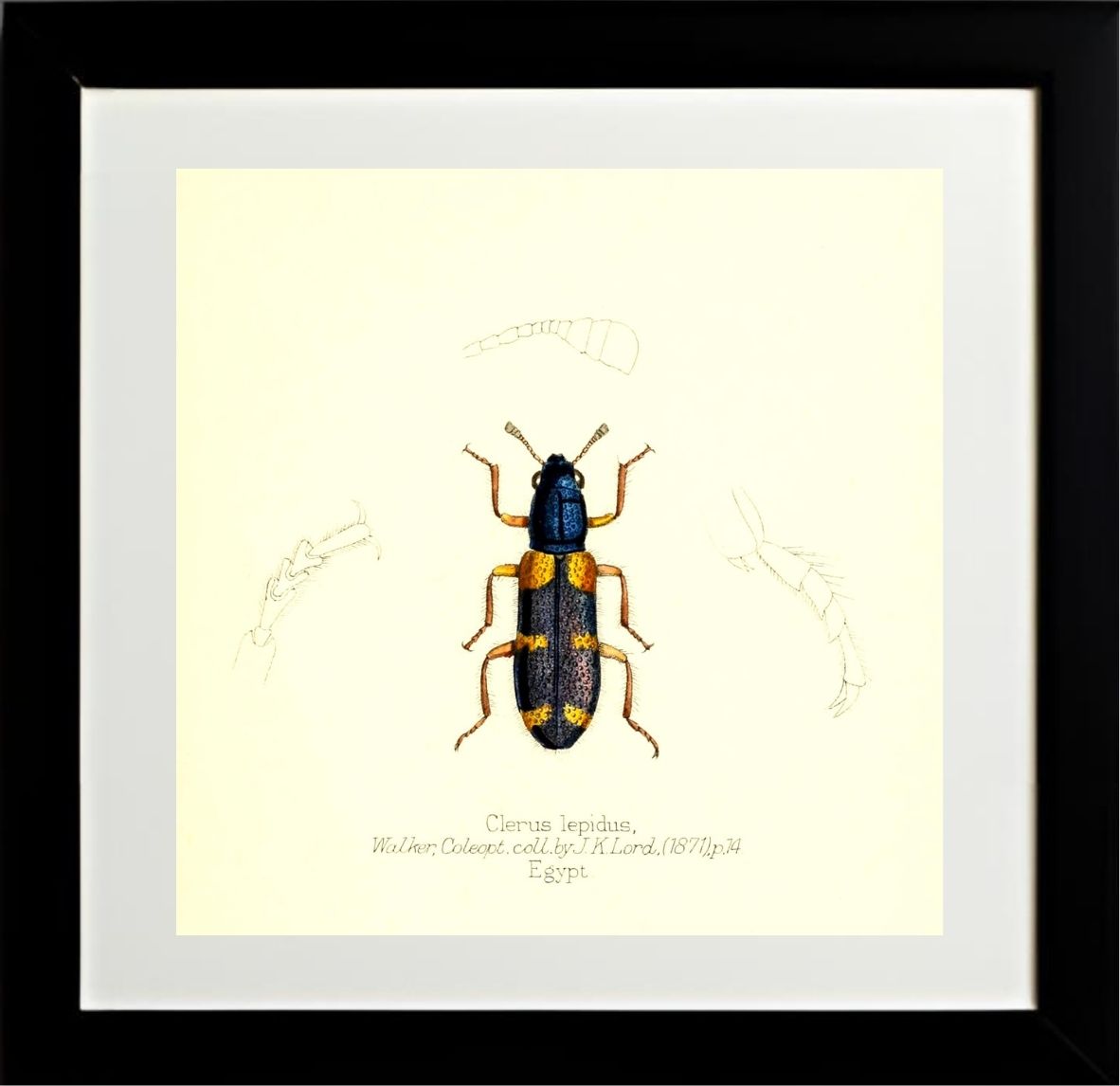 Clerus Lepidus