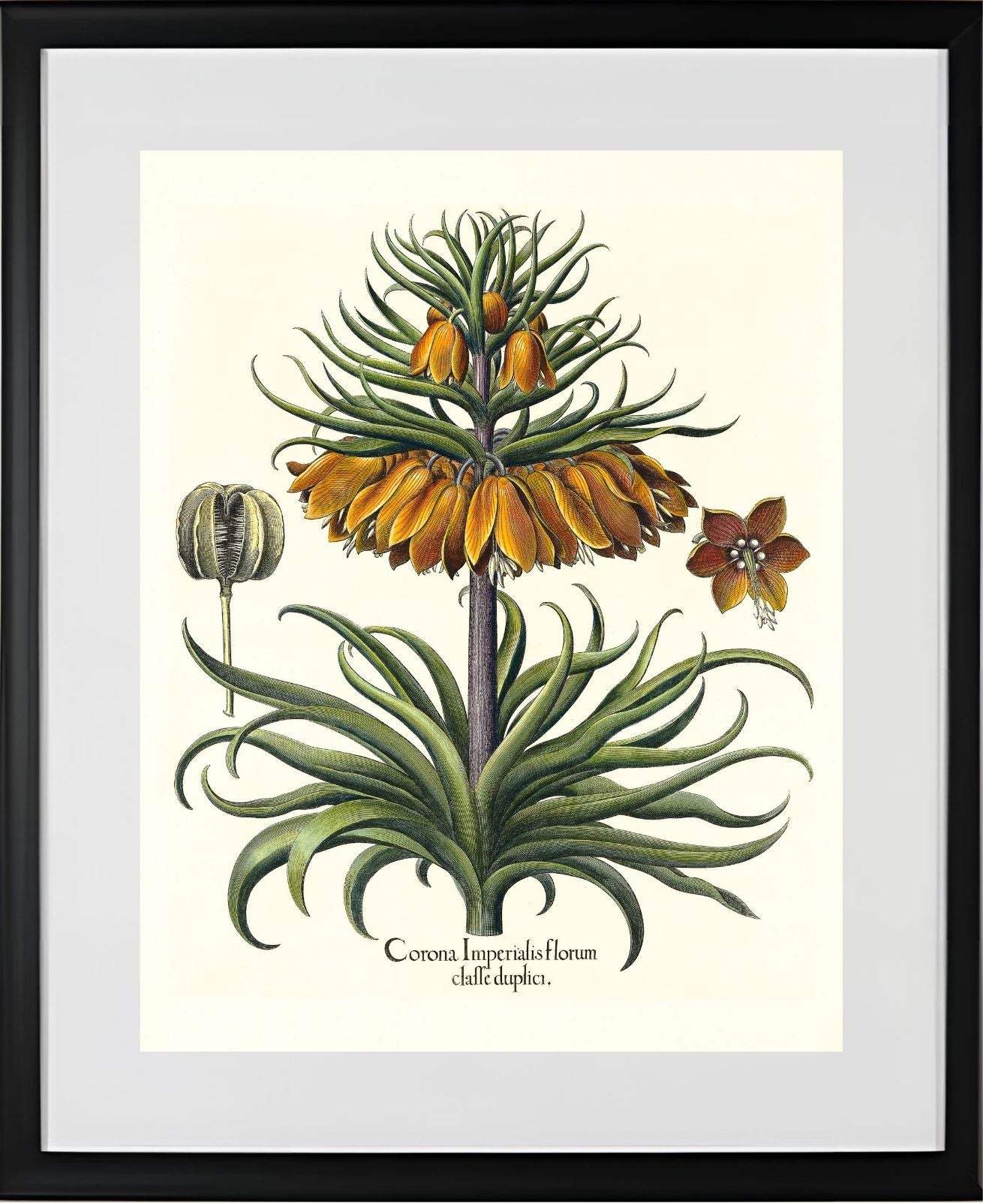Two-tiered crown imperial fritillary with open flower