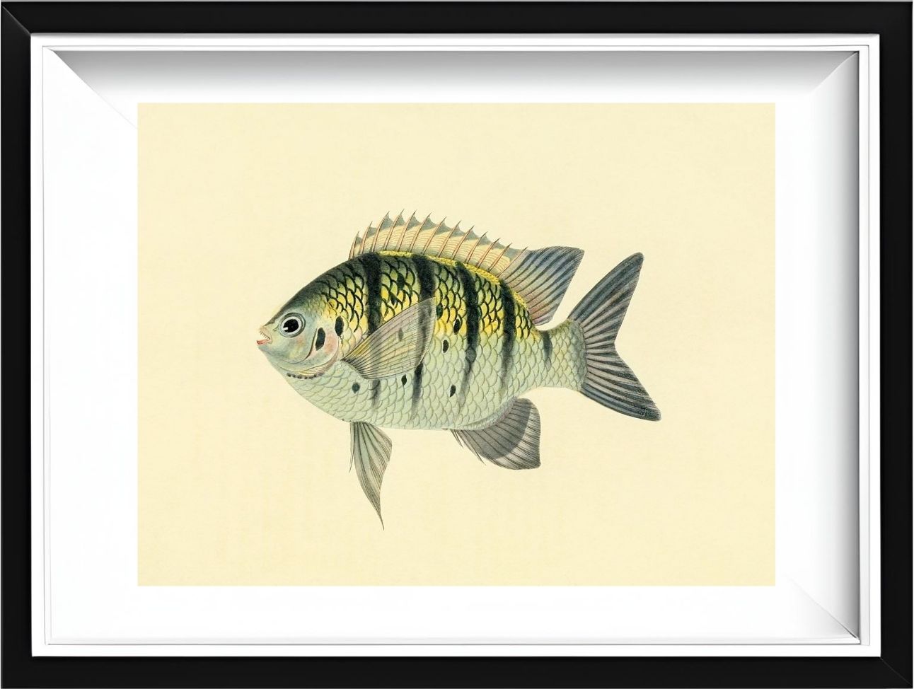Chaetodon Tyrwhitti