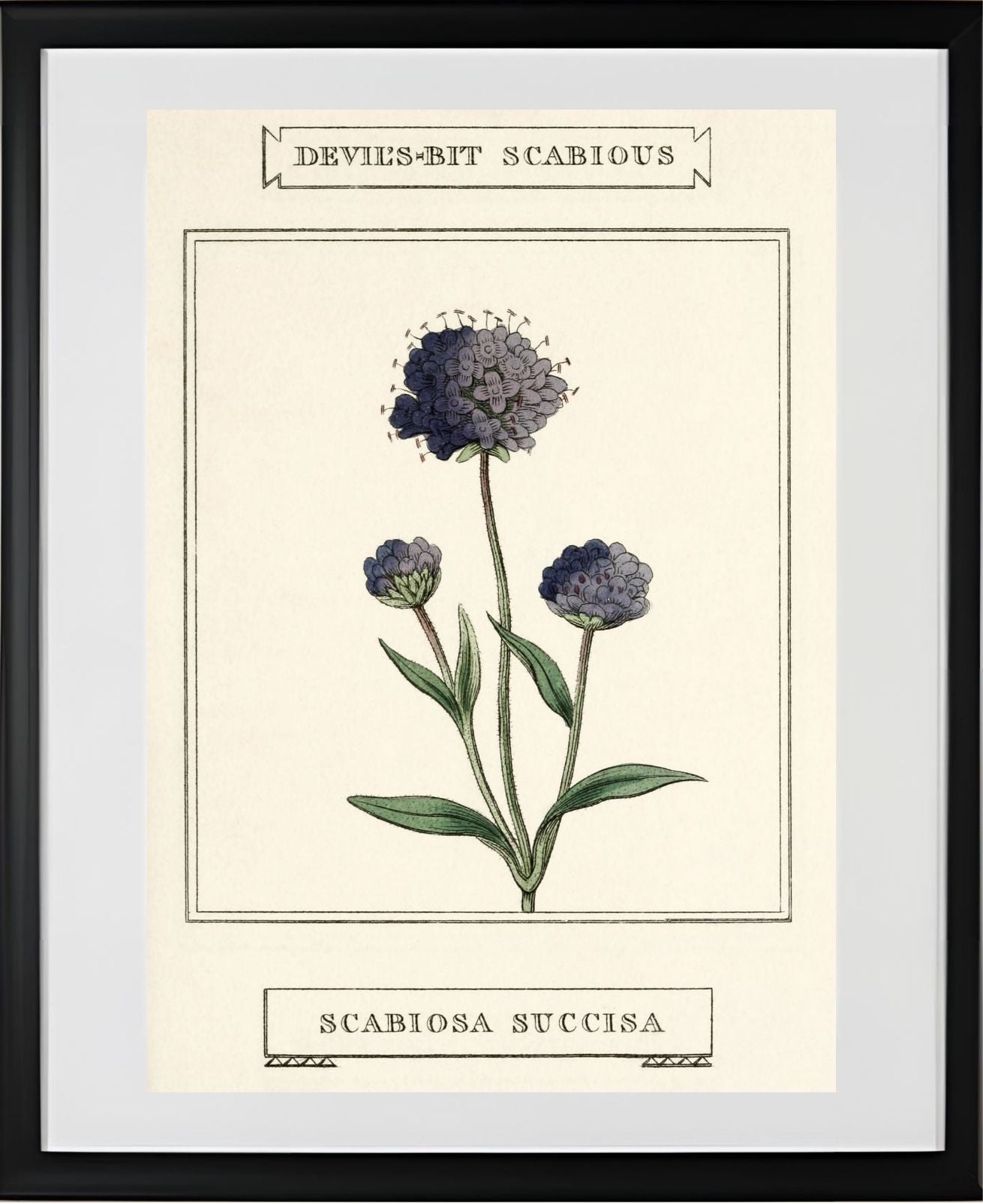 Devil's-Bit Scabious