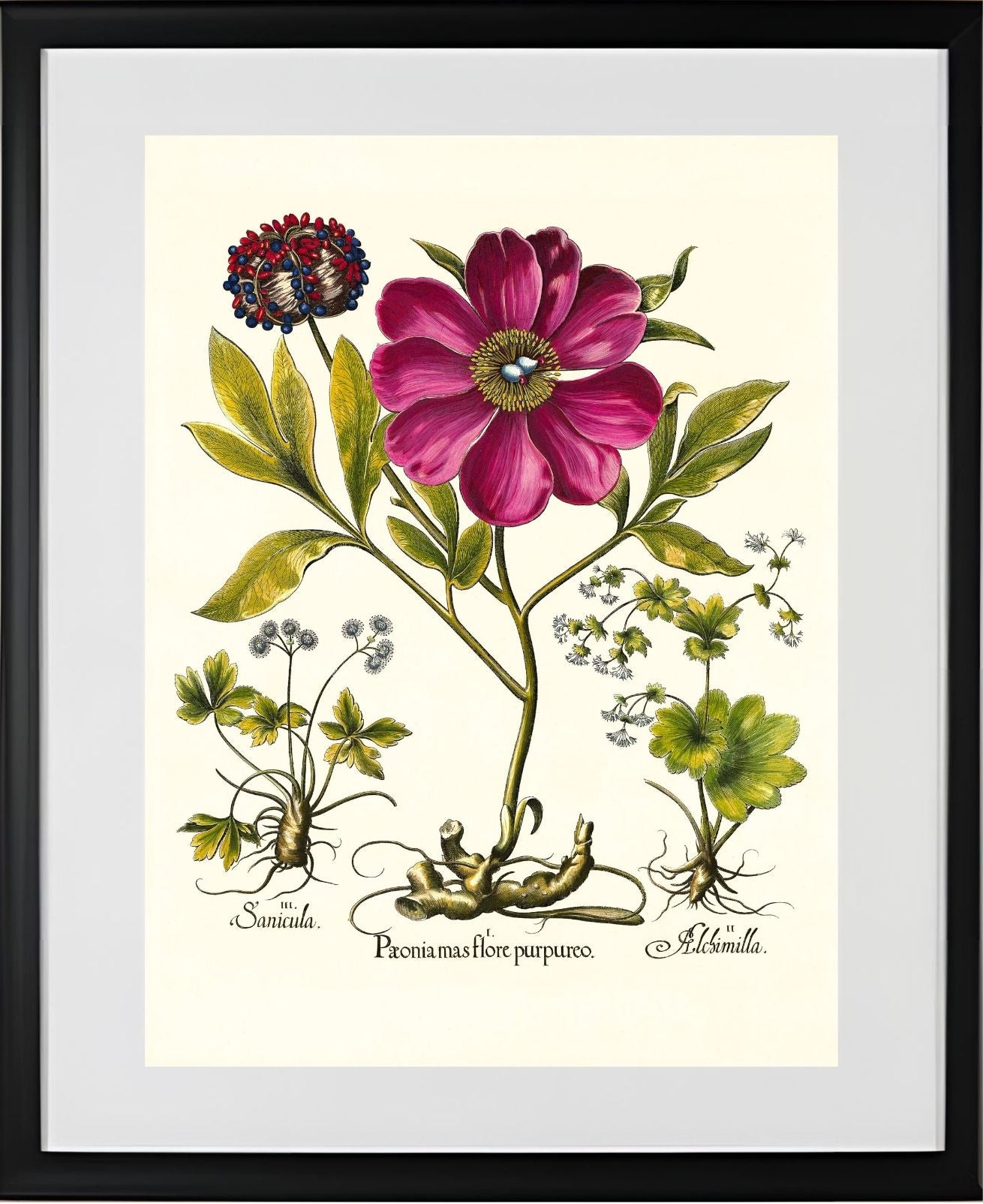 Corallina peony, Lady’s-mantle, Sanicle