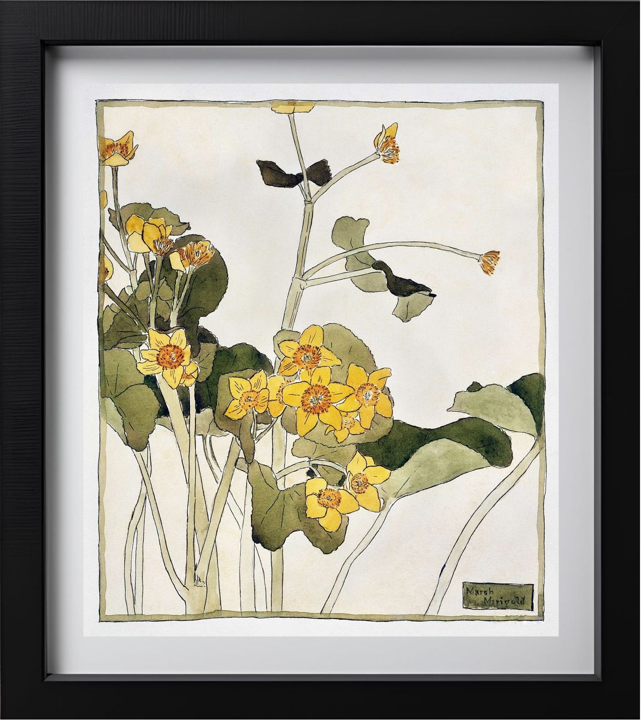 Marsh Marigold