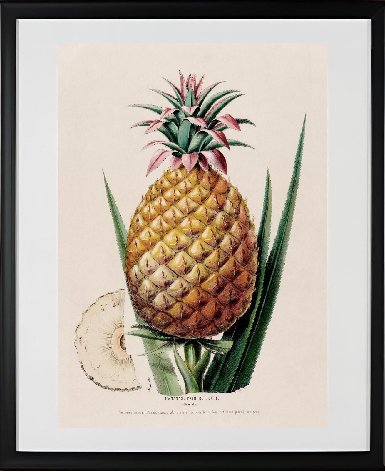 L'Ananas, Pain de Sucre (Bromelia)