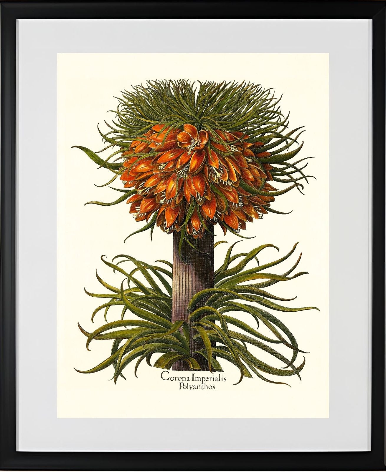 Multiflorous crown-imperial fritillary