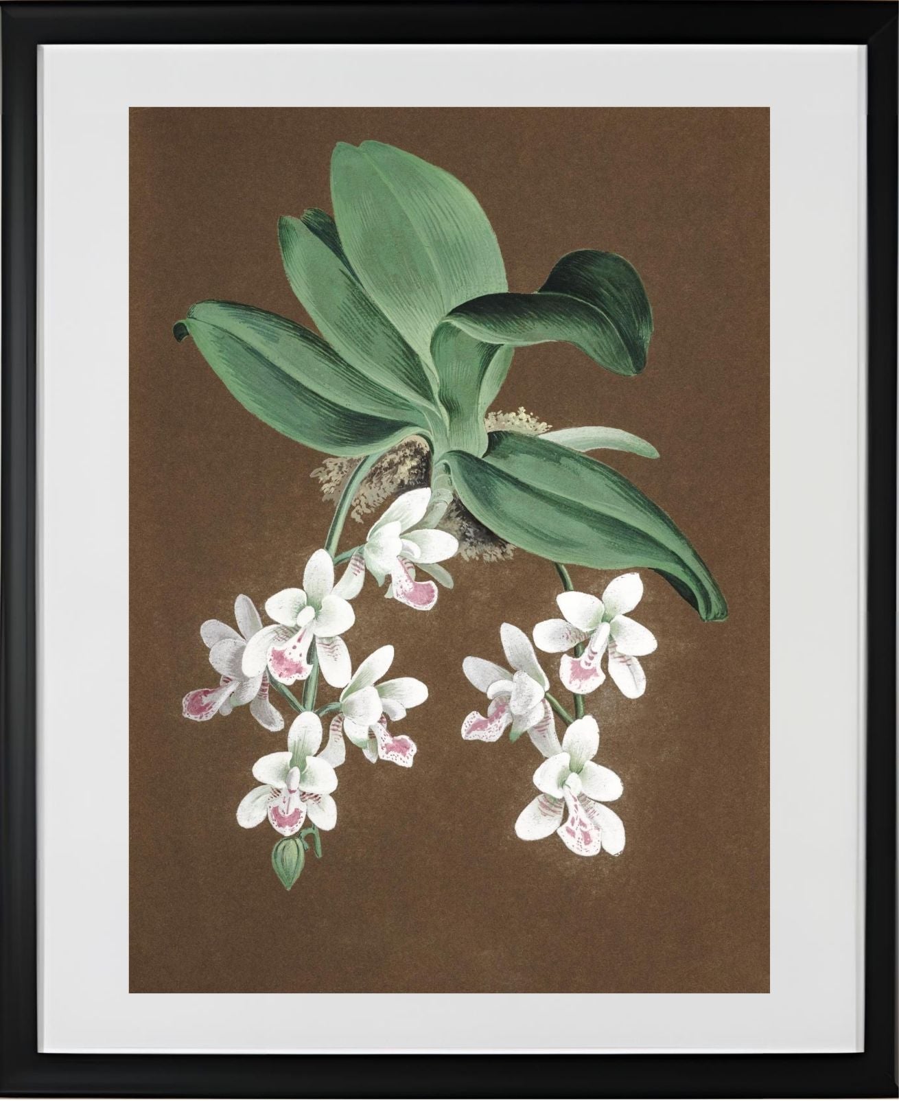 Aerides Japonicum