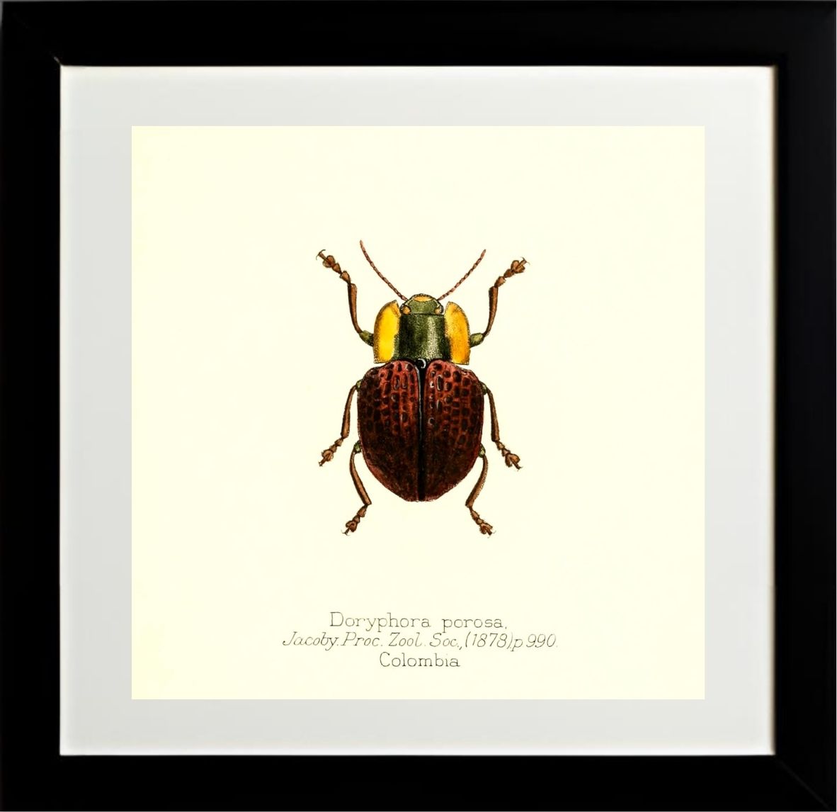 Doryphora Porosa