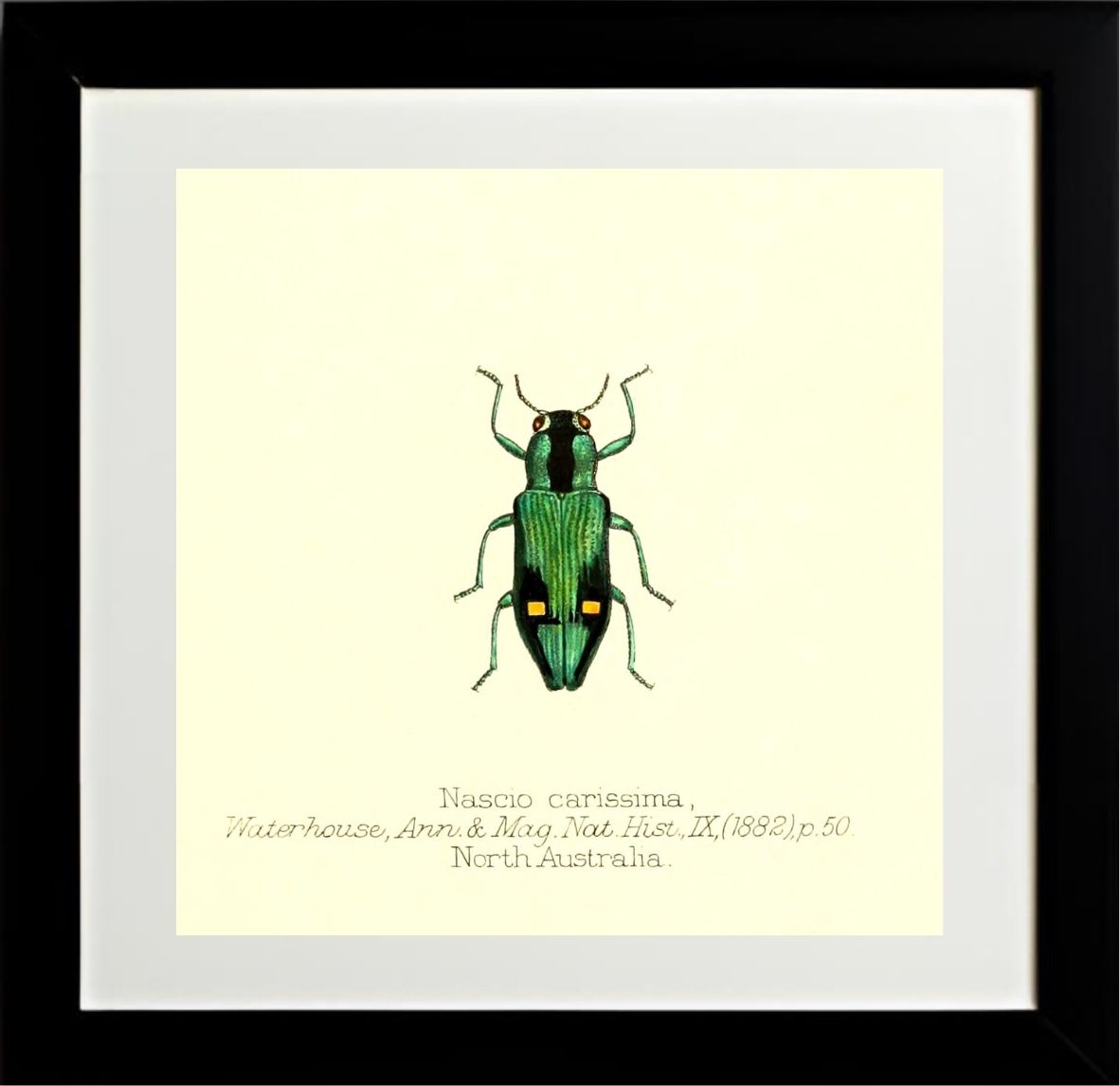 Nascio Carissima