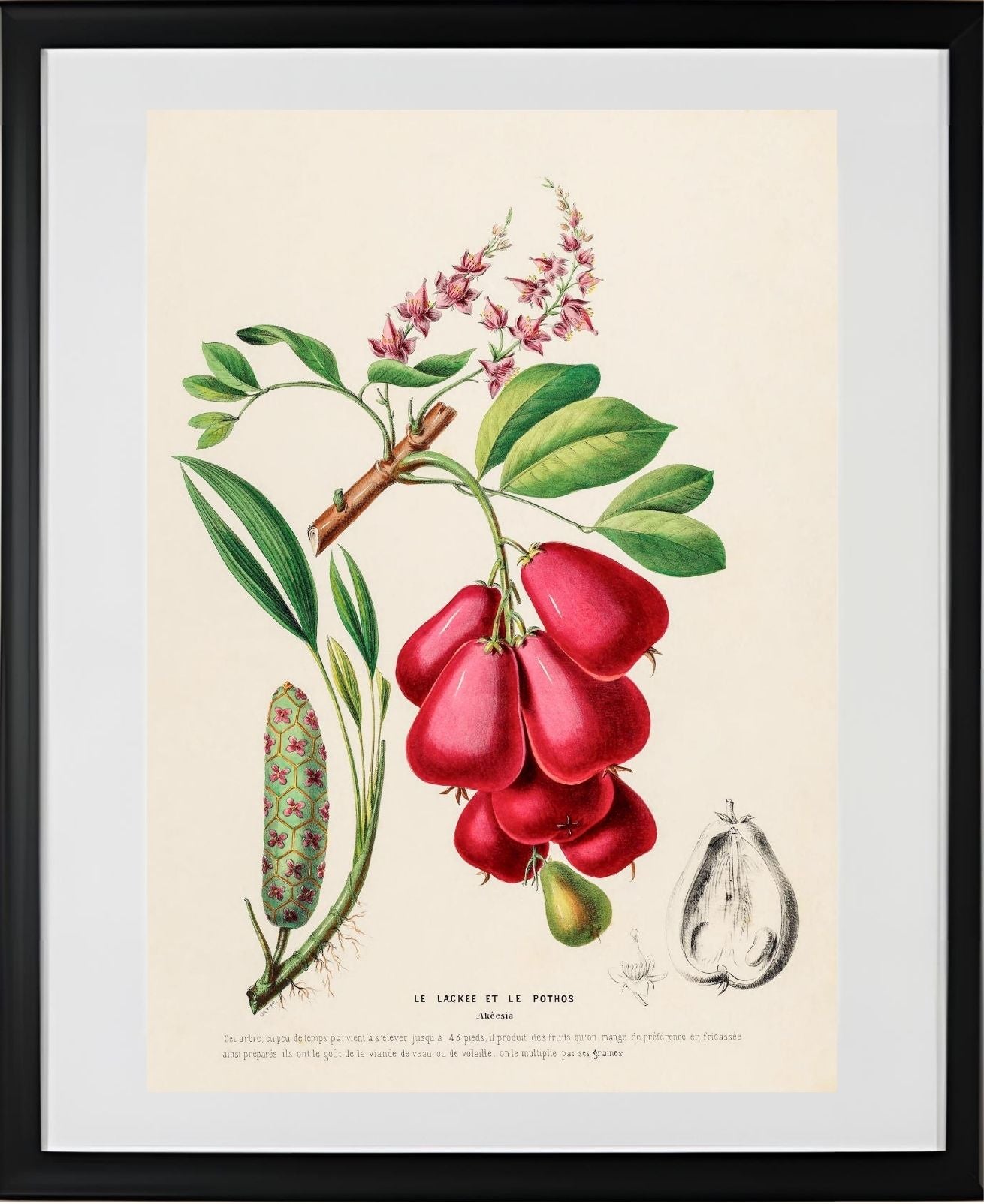 Le Lackee et le Pothos (Akeesia)