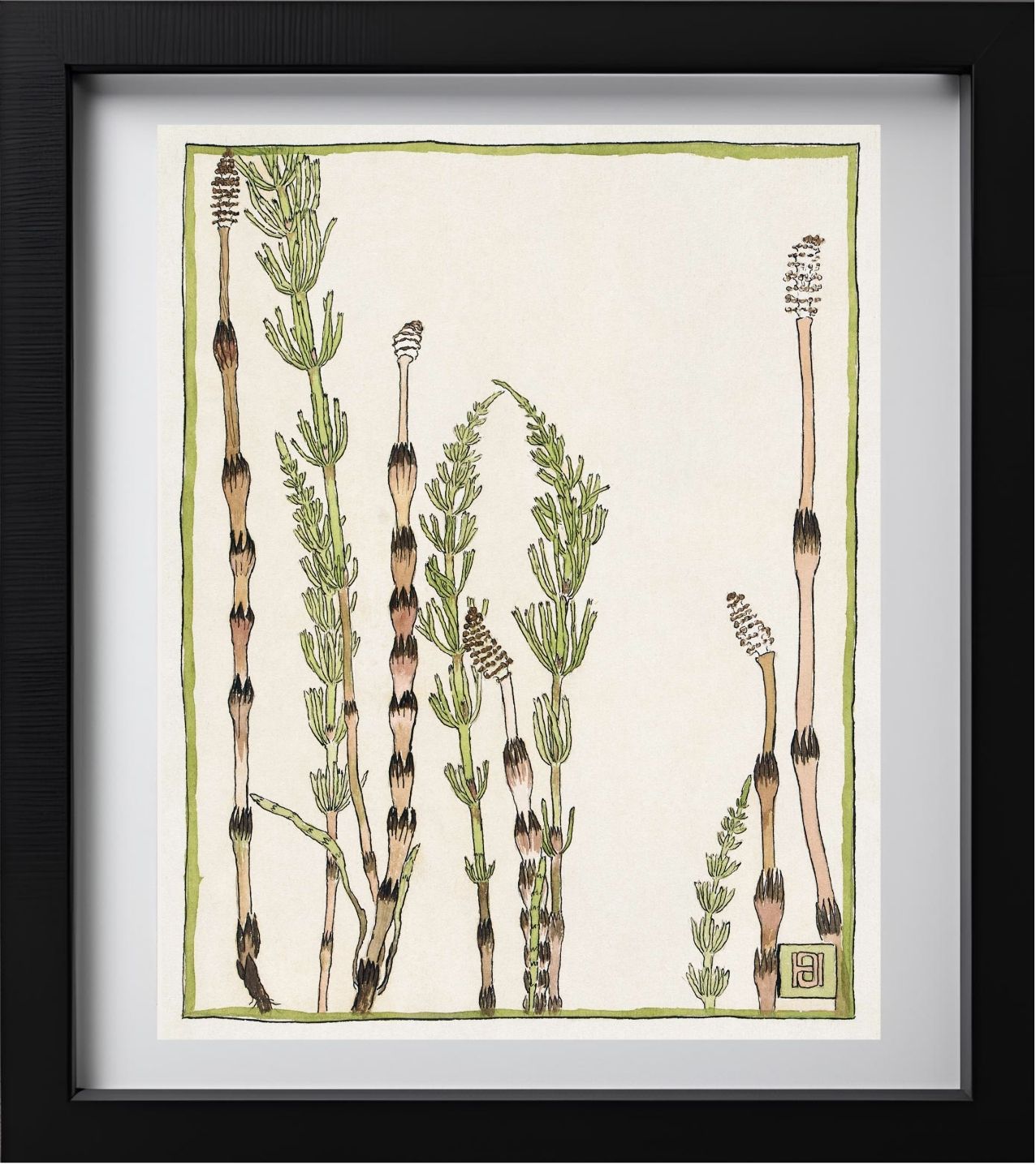 Horsetail