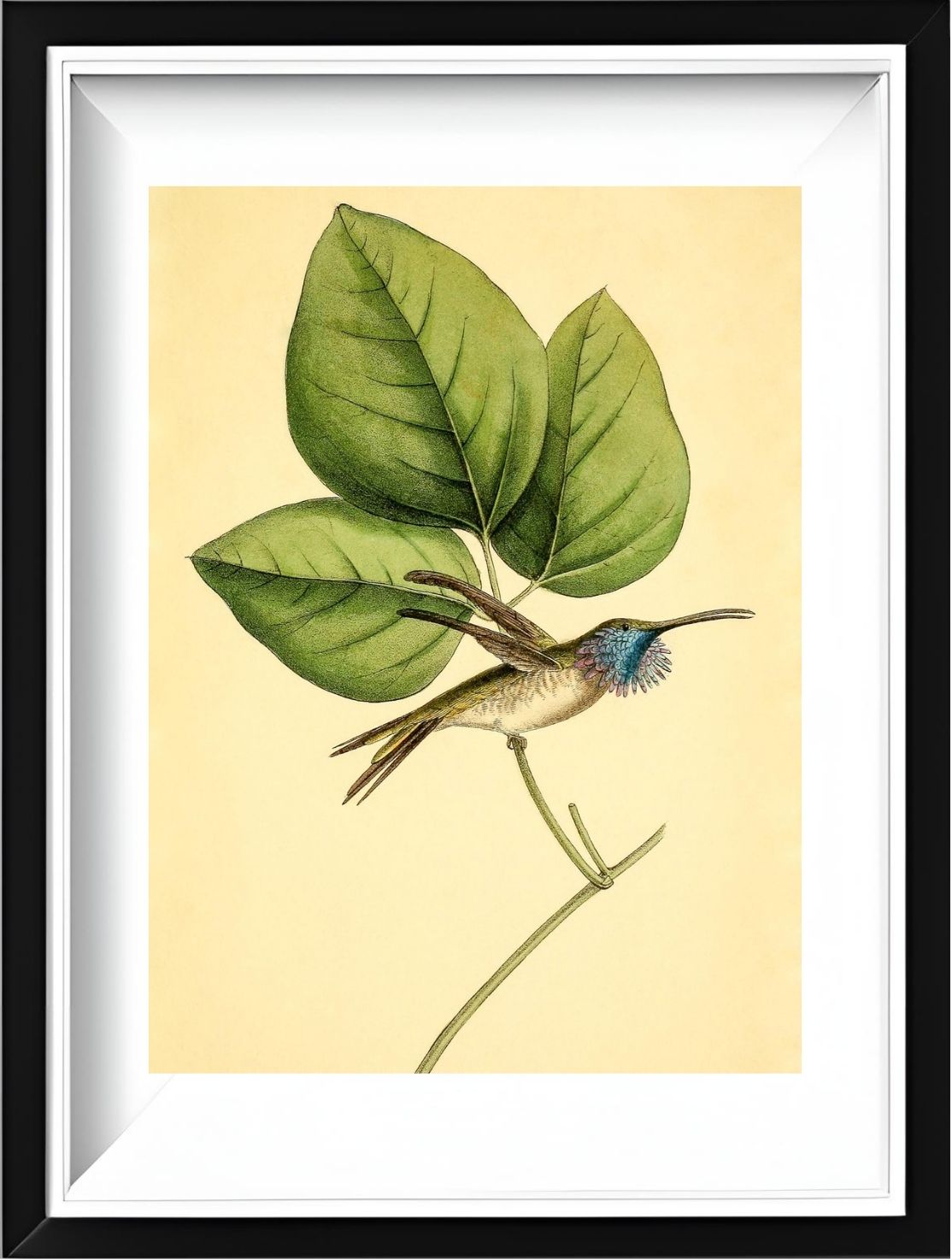 Mexican-Star Hummingbird