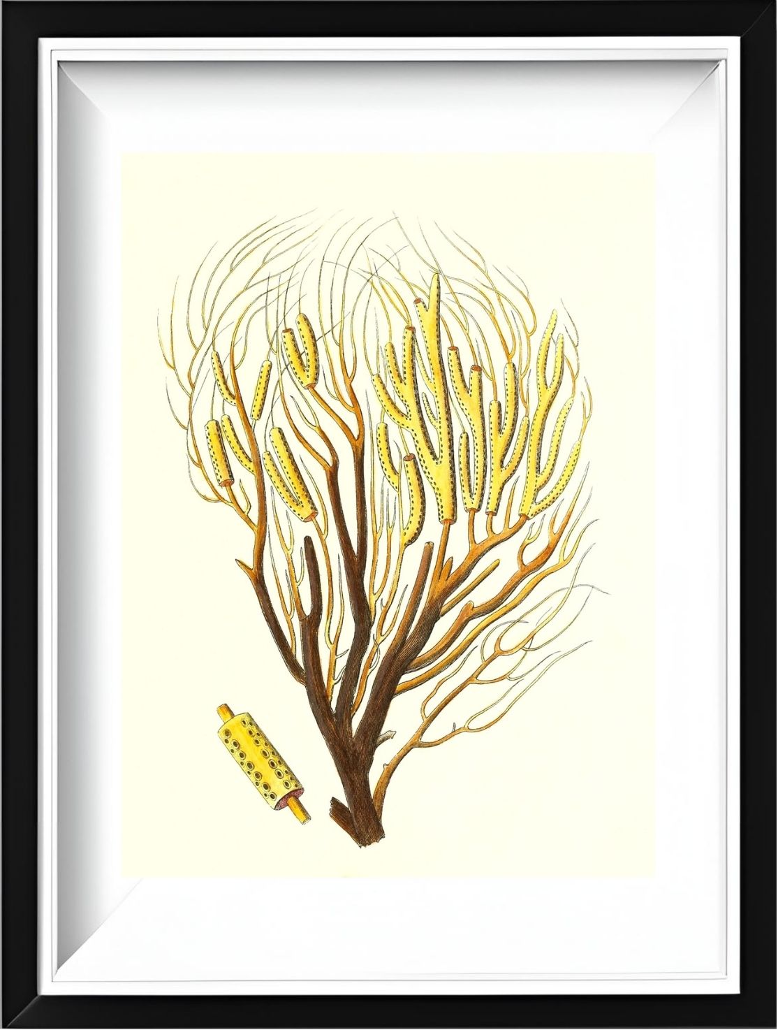 Gorgonia fanguinolenta