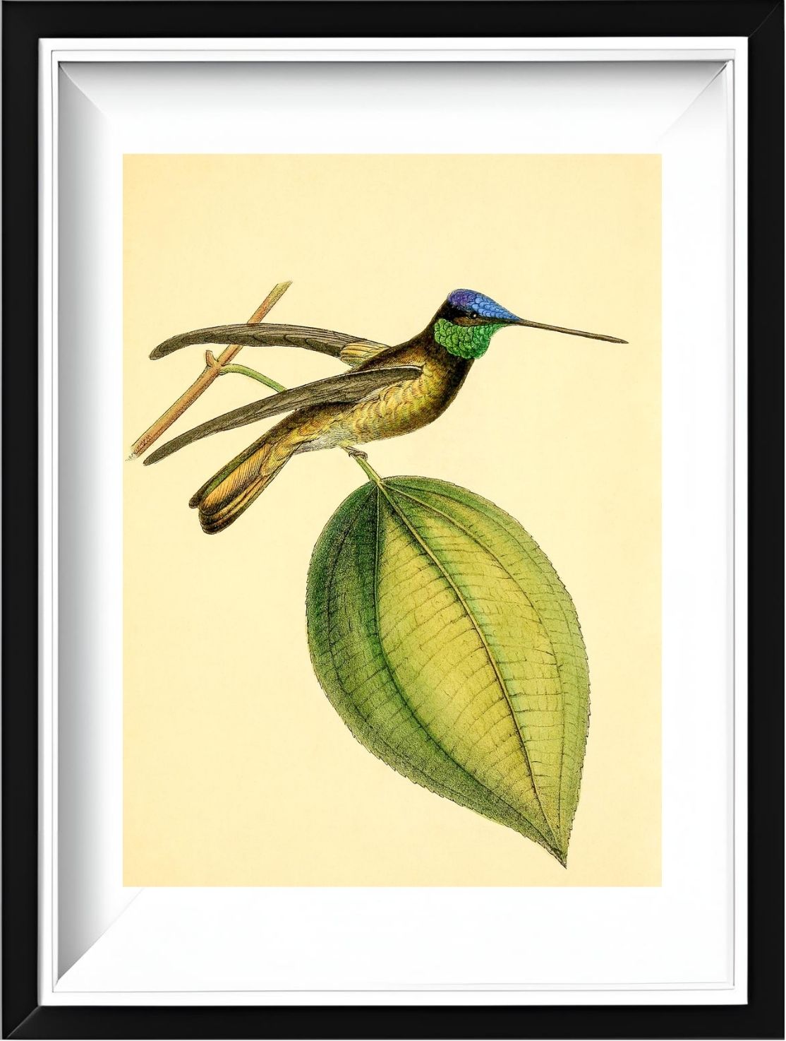 Sapphire-Crowned Hummingbird