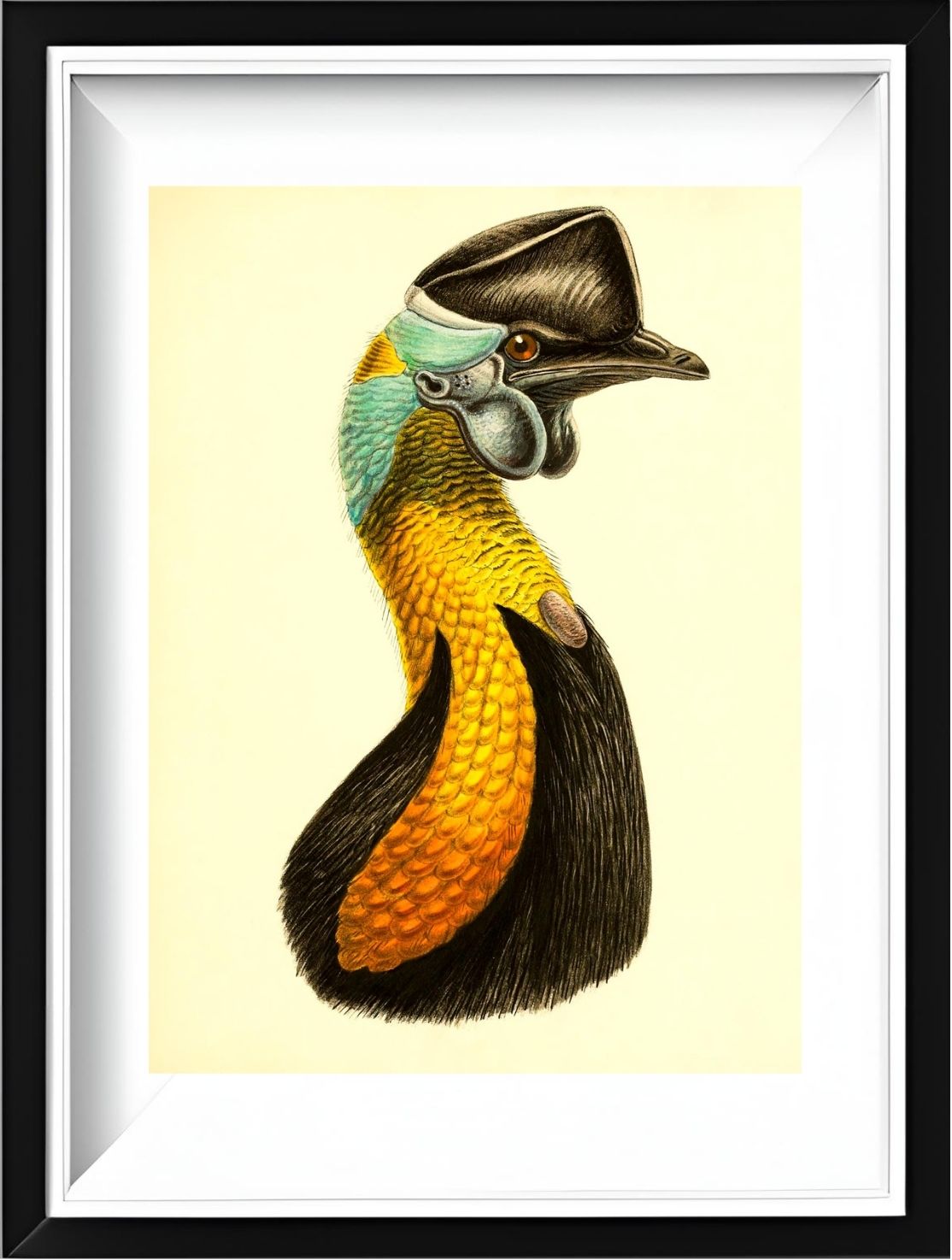Casuarius Uniappendiculatus