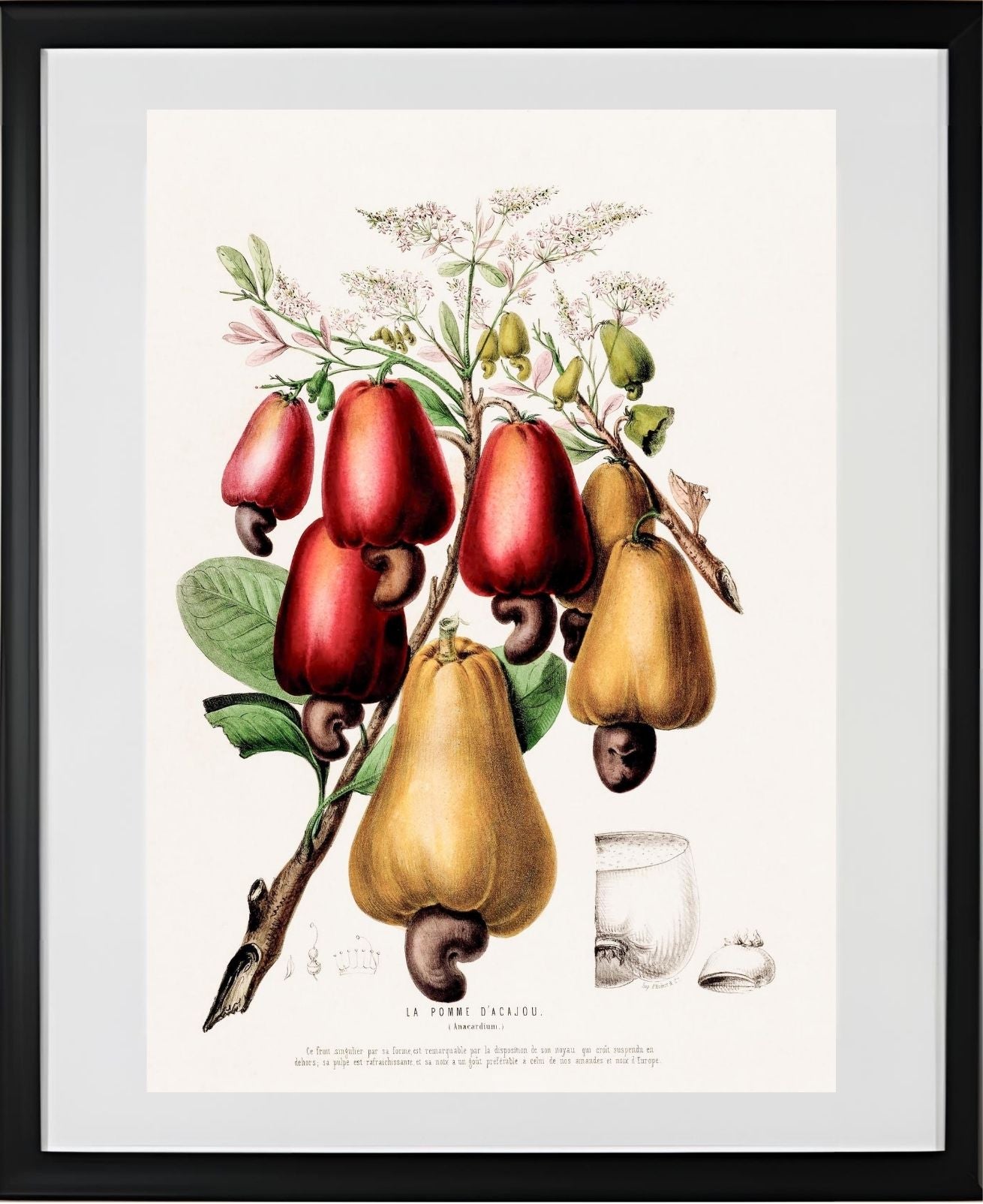 La Pomme d'Acajou (Anacardium)