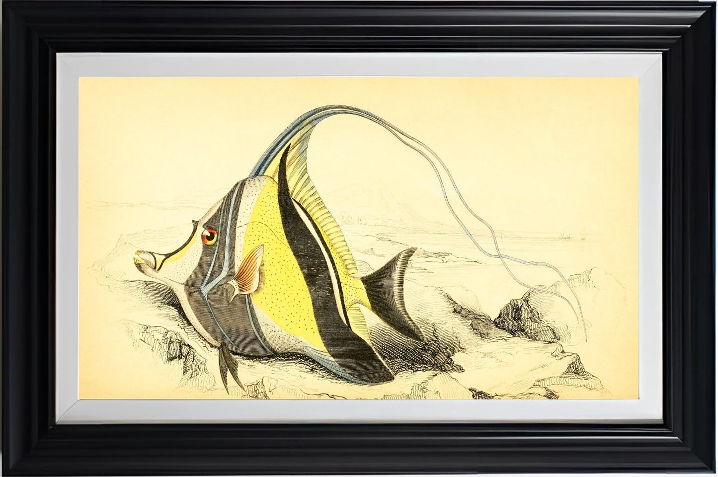 Horned Zanclus or Chaetodon