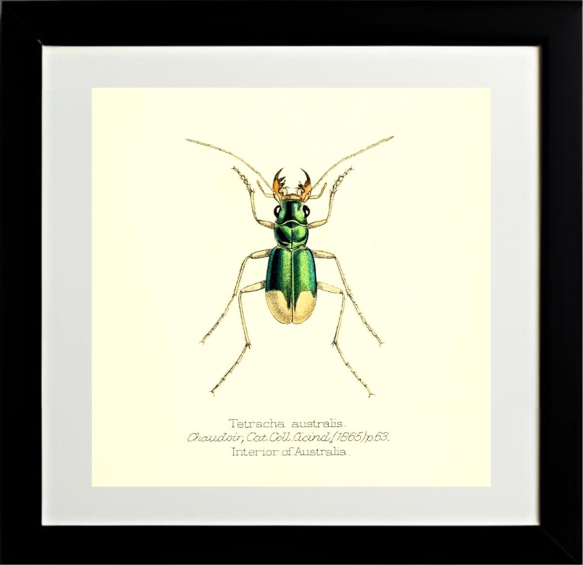 Tetracha Australis