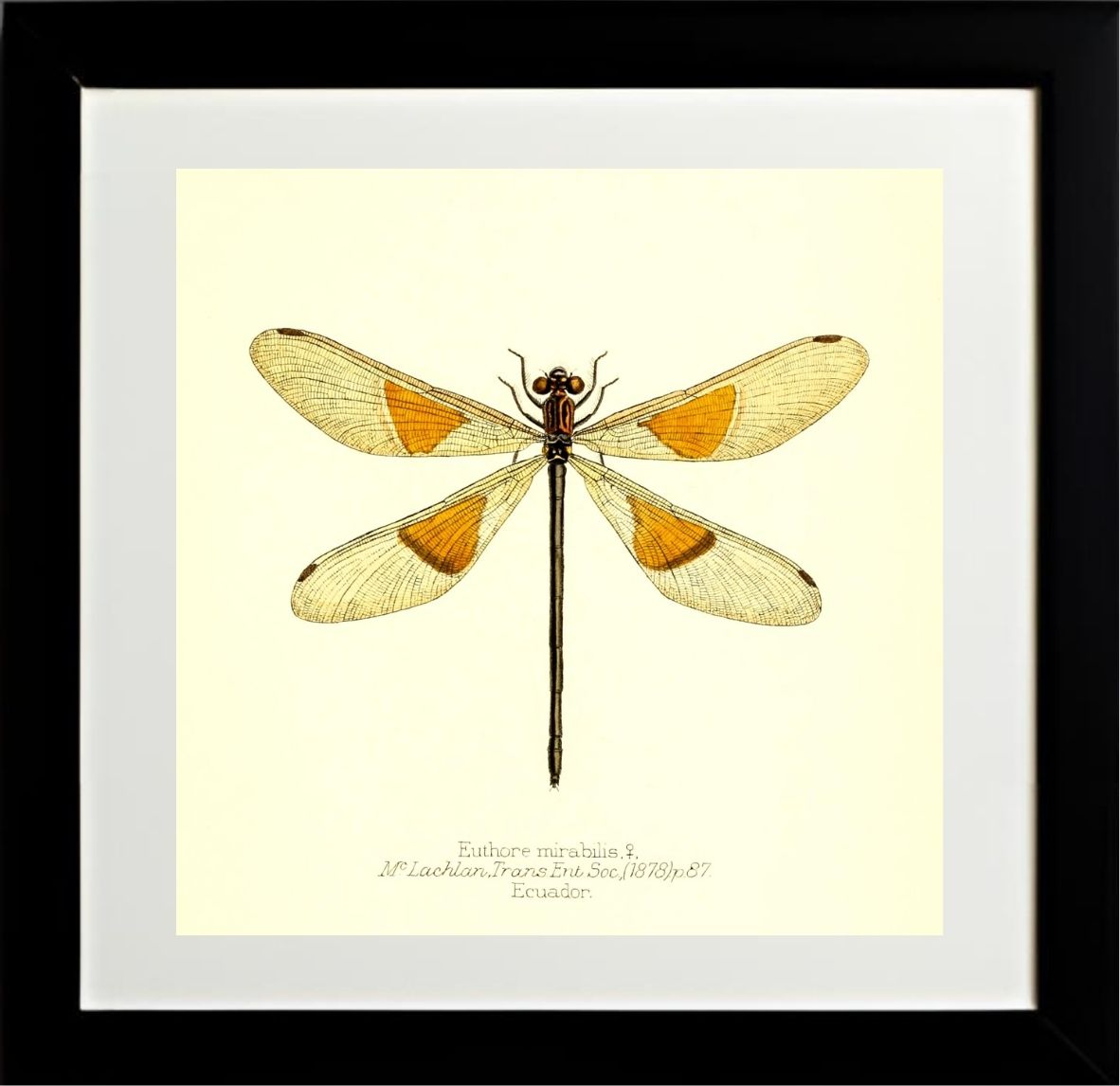 Euthore Mirabilis (female)