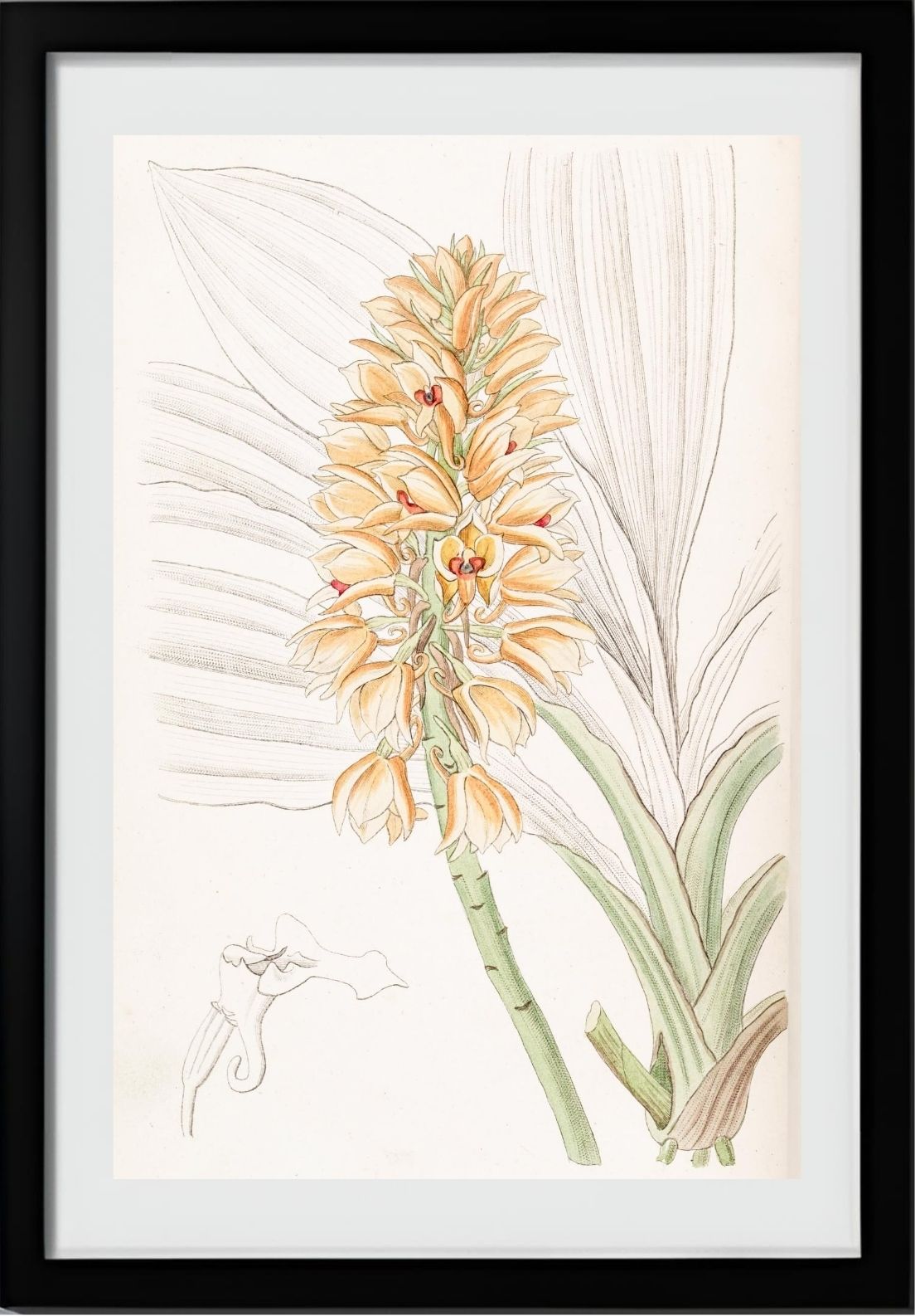 Yellow-spiked Calanthe